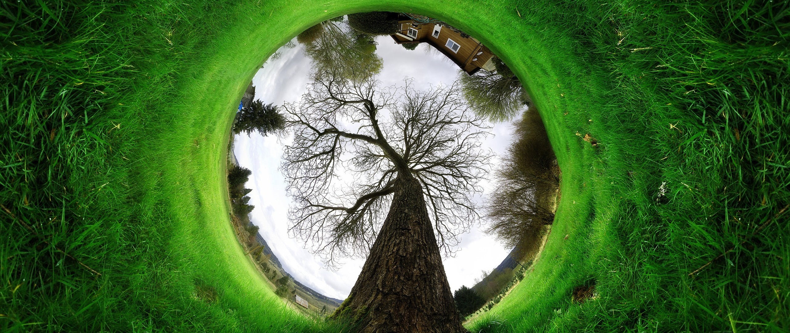 digital composite, day, tree, land, no people, circle, plant, tree trunk, 2K, trunk, bare tree, ultra-wide, nature, green color, green, field, tranquility, HD Wallpaper
