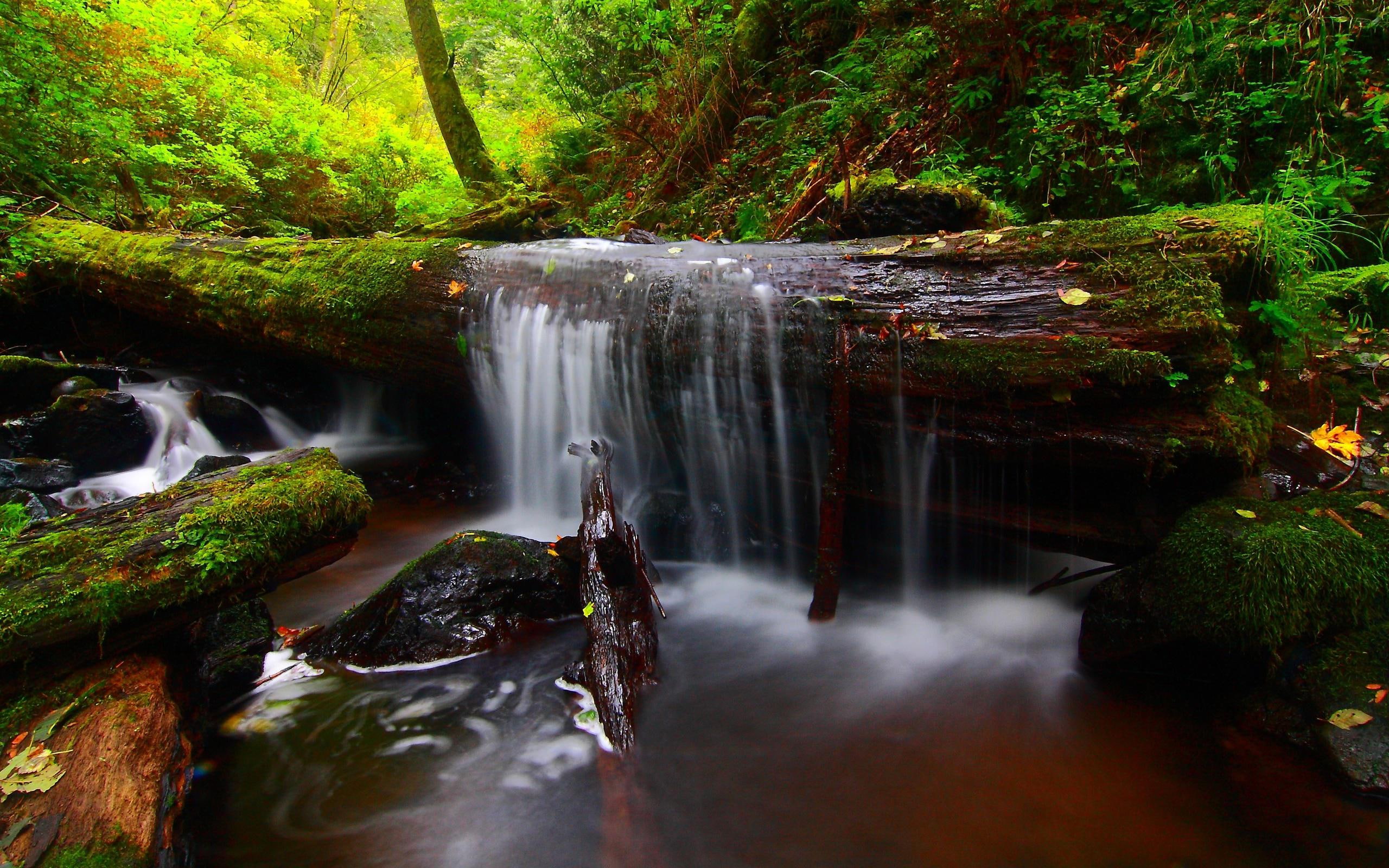 forest, waterfall, timber, river, background, 2K, waterfalls, HD Wallpaper