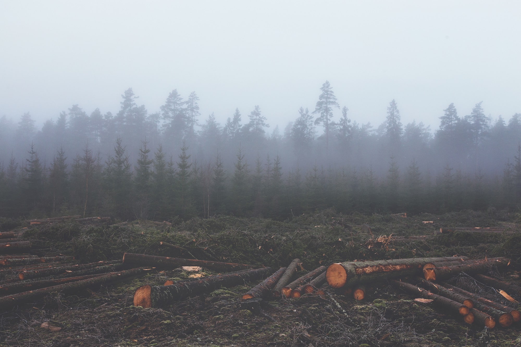 wood, forest, 1080P, timber, mist, nature, pine trees, HD Wallpaper
