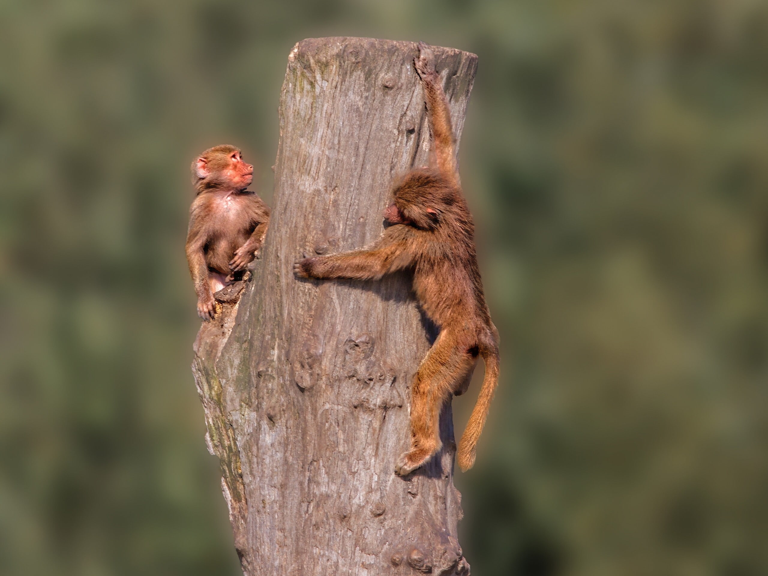 2K, monkeys, animals, timber, monkey, red, HD Wallpaper