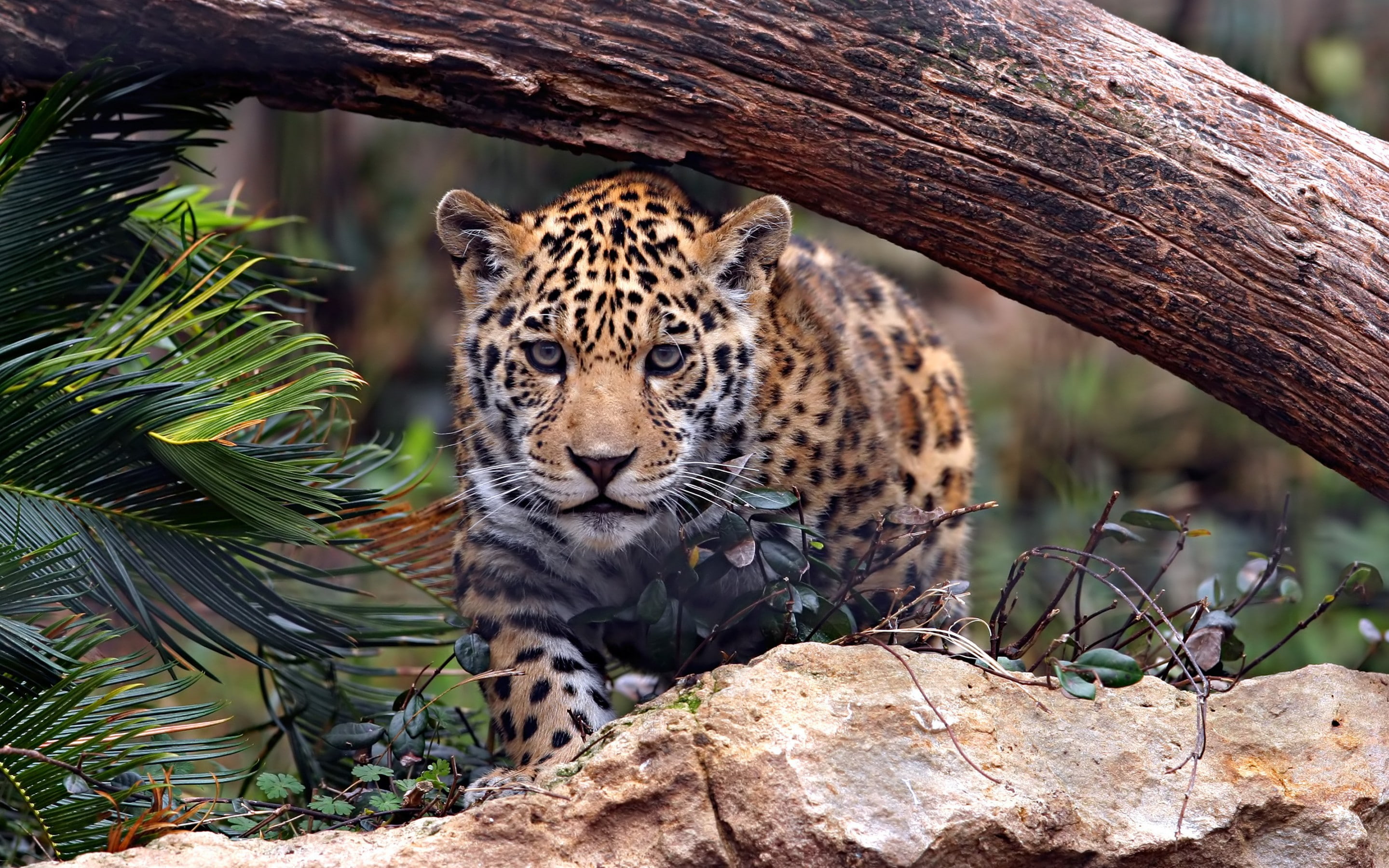 timber, predator, 2K, stone, Cat, jaguar, HD Wallpaper