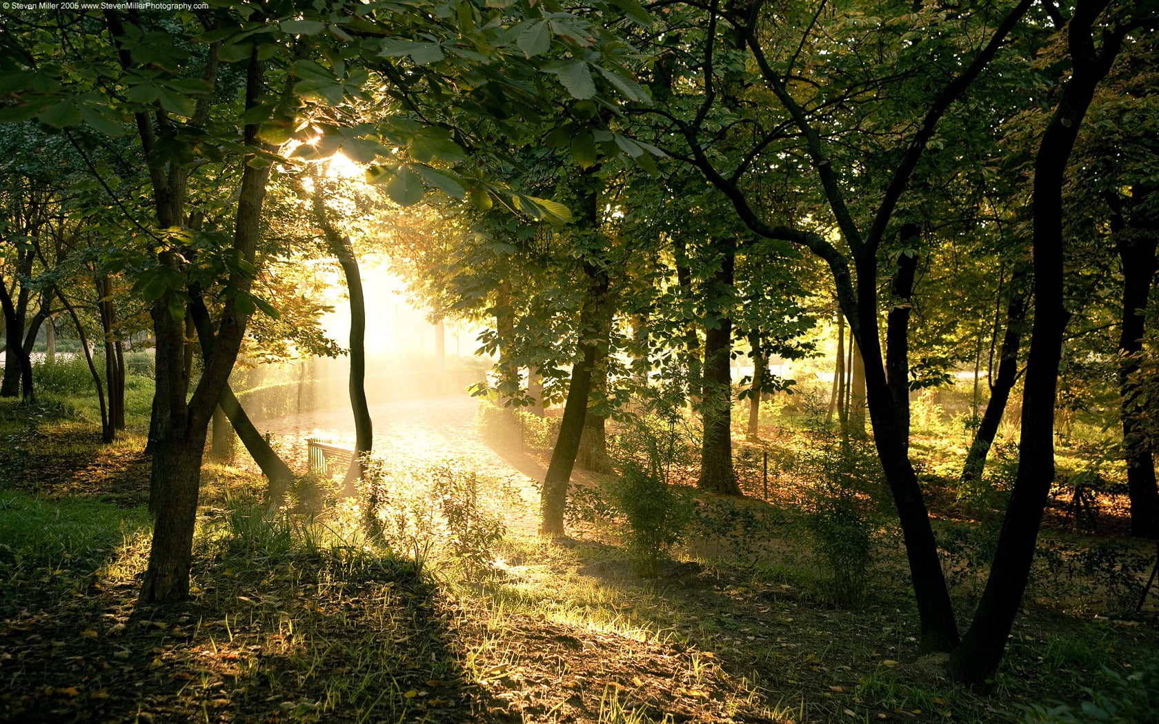 forests, 720P, nature, Trees, hd, art, forest, Light, ENCHANTED, HD Wallpaper