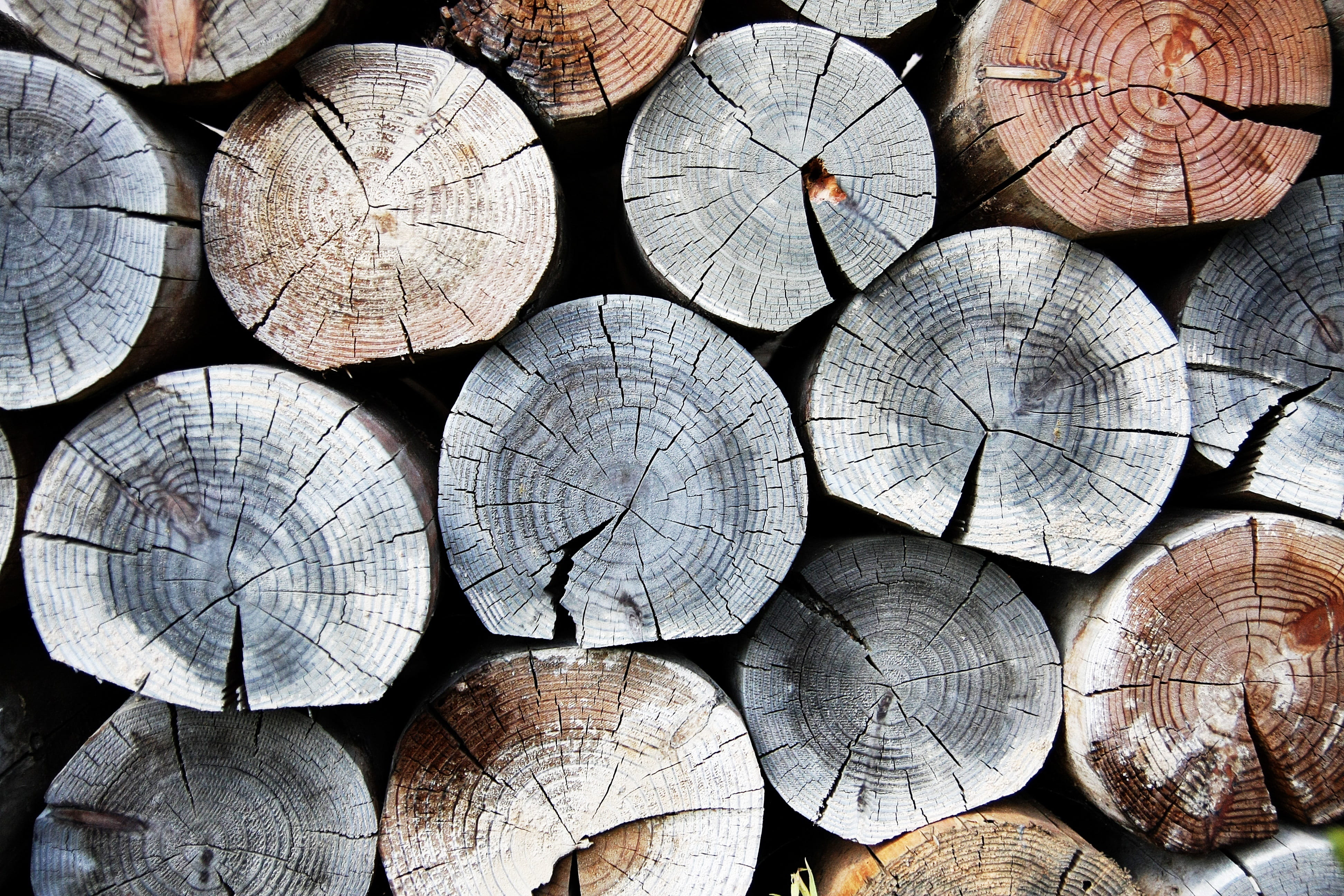 forest, shape, geometric shape, timber, tree, pattern, background, woodpile, design, fuel and power generation, abundance, no people, firewood, deforestation, HD Wallpaper