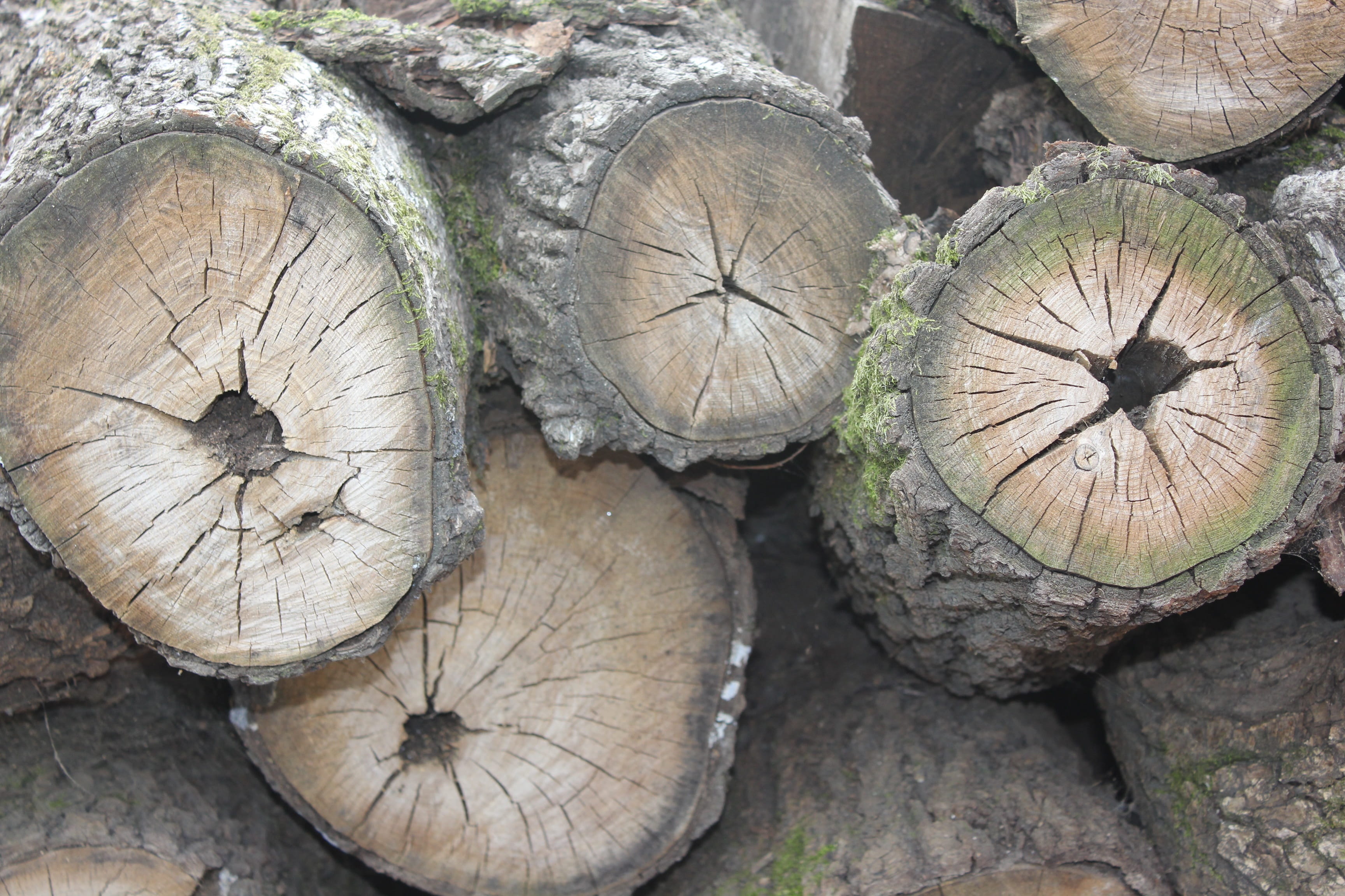annual zone, usd, log, shape, firewood, high angle view, 2K, nature, no people, forest, wood - material, stack, pattern, lumber industry, tree, deforestation, HD Wallpaper