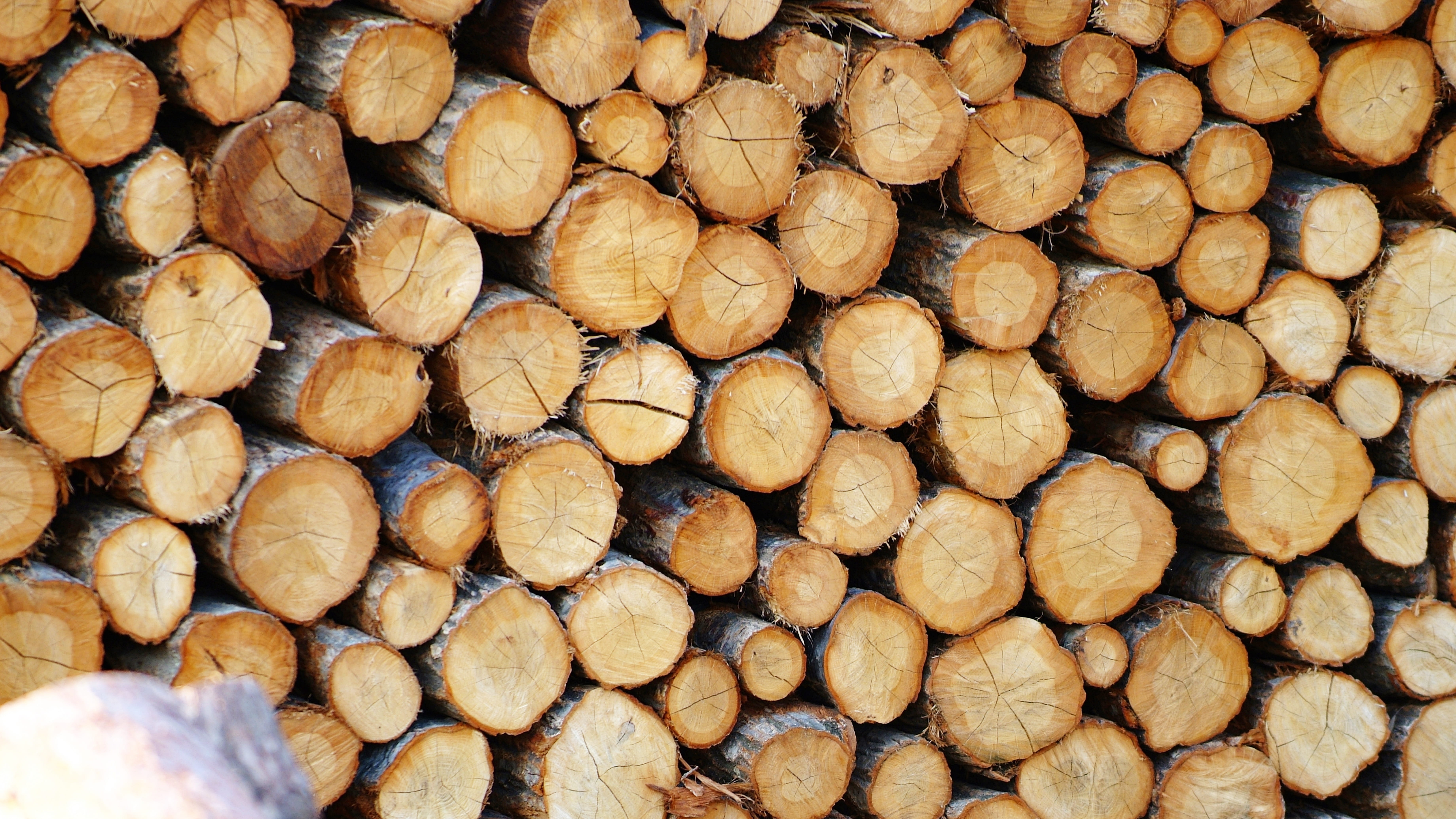 lumber industry, also clearly sense, nature, wood - material, wood, deforestation, fuel, woodpile, full frame, no people, large group of objects, stack, HD Wallpaper