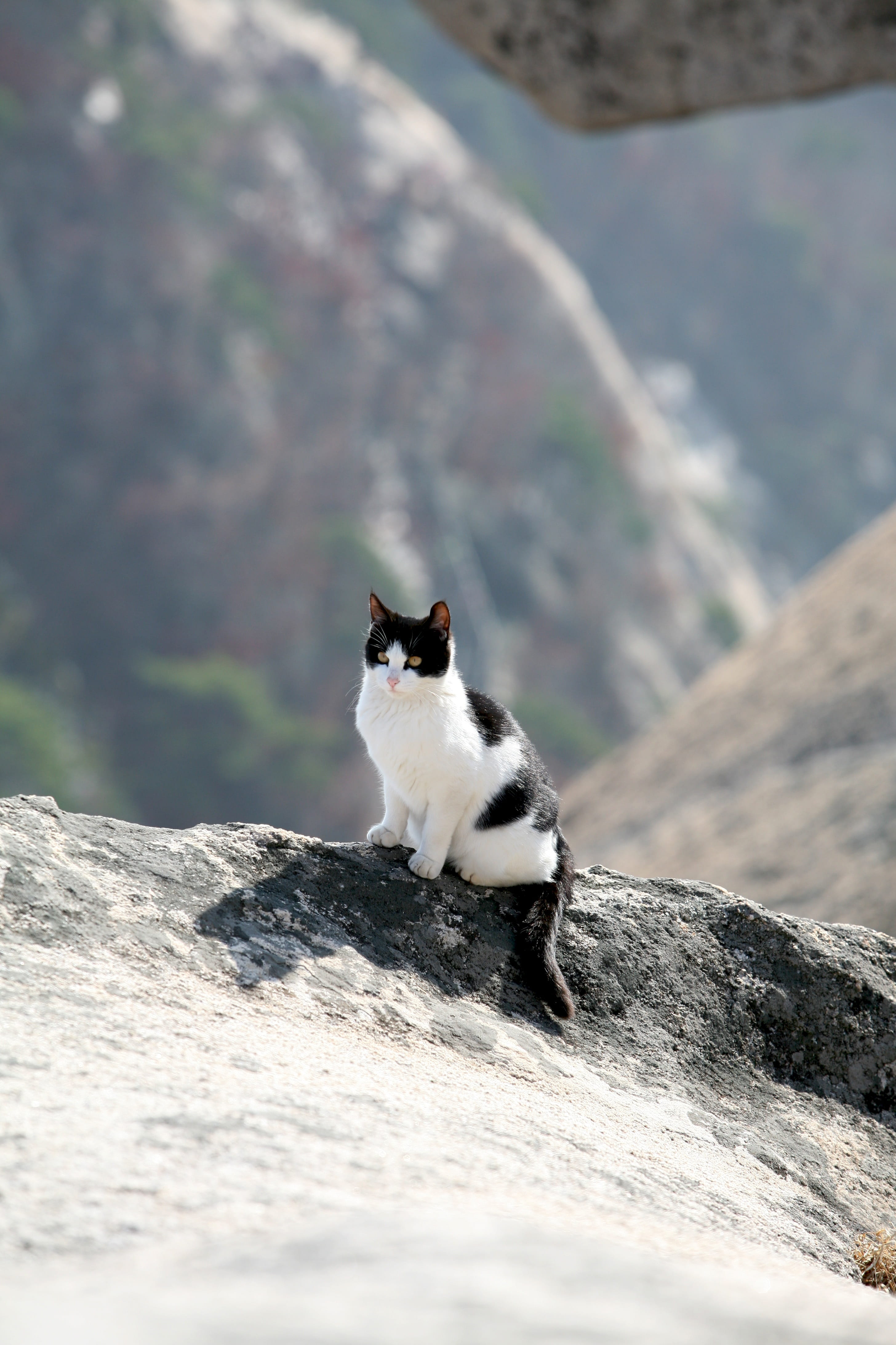 outdoors, feline, Seoul, mammal, domestic, mountain, rock, bukhansan mountain, animal, rock - object, 4K, mountain cat, domestic cat, solid, domestic animals, Phone HD Wallpaper