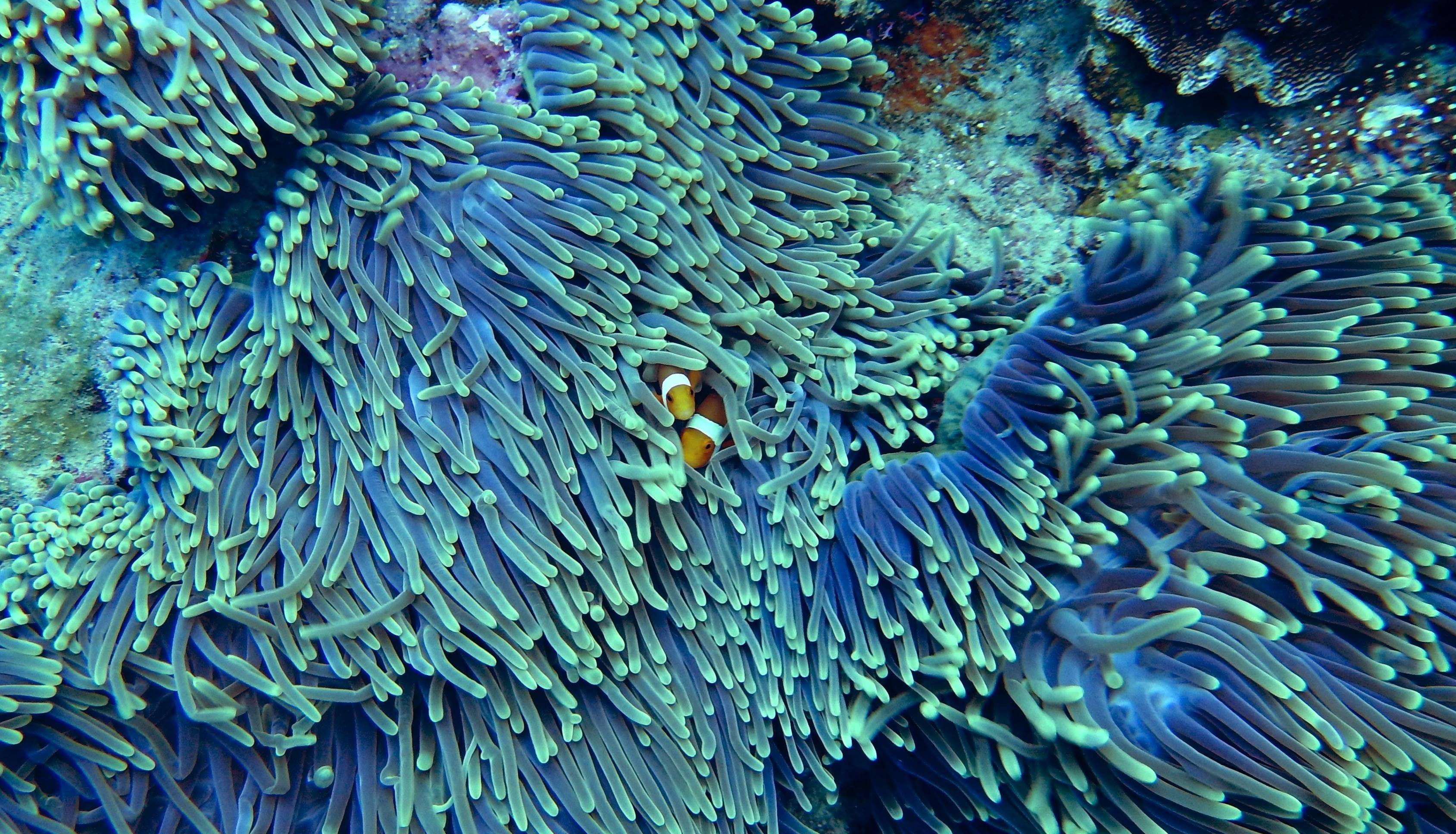 fish, clear, water, corals, 2K, underwater, clown, HD Wallpaper