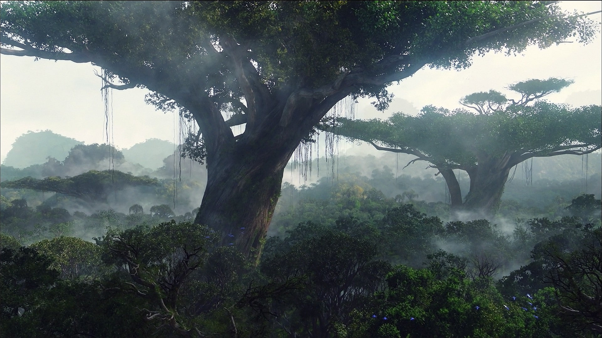 mountain, tranquility, tree, wood, fog, growth, beauty in nature, tranquil scene, outdoors, no people, day, scenics - nature, 1080P, trunk, non-urban scene, HD Wallpaper