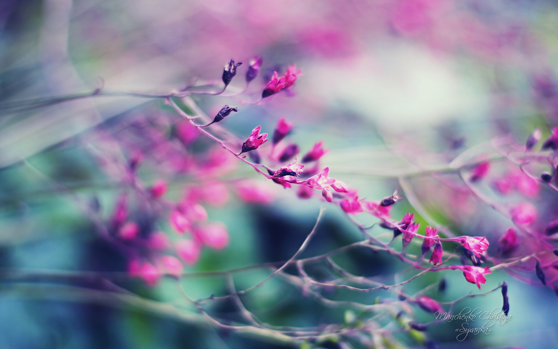Beautiful, Hazy, 1080P, Garden, Purple, gardens, Flowers, HD Wallpaper