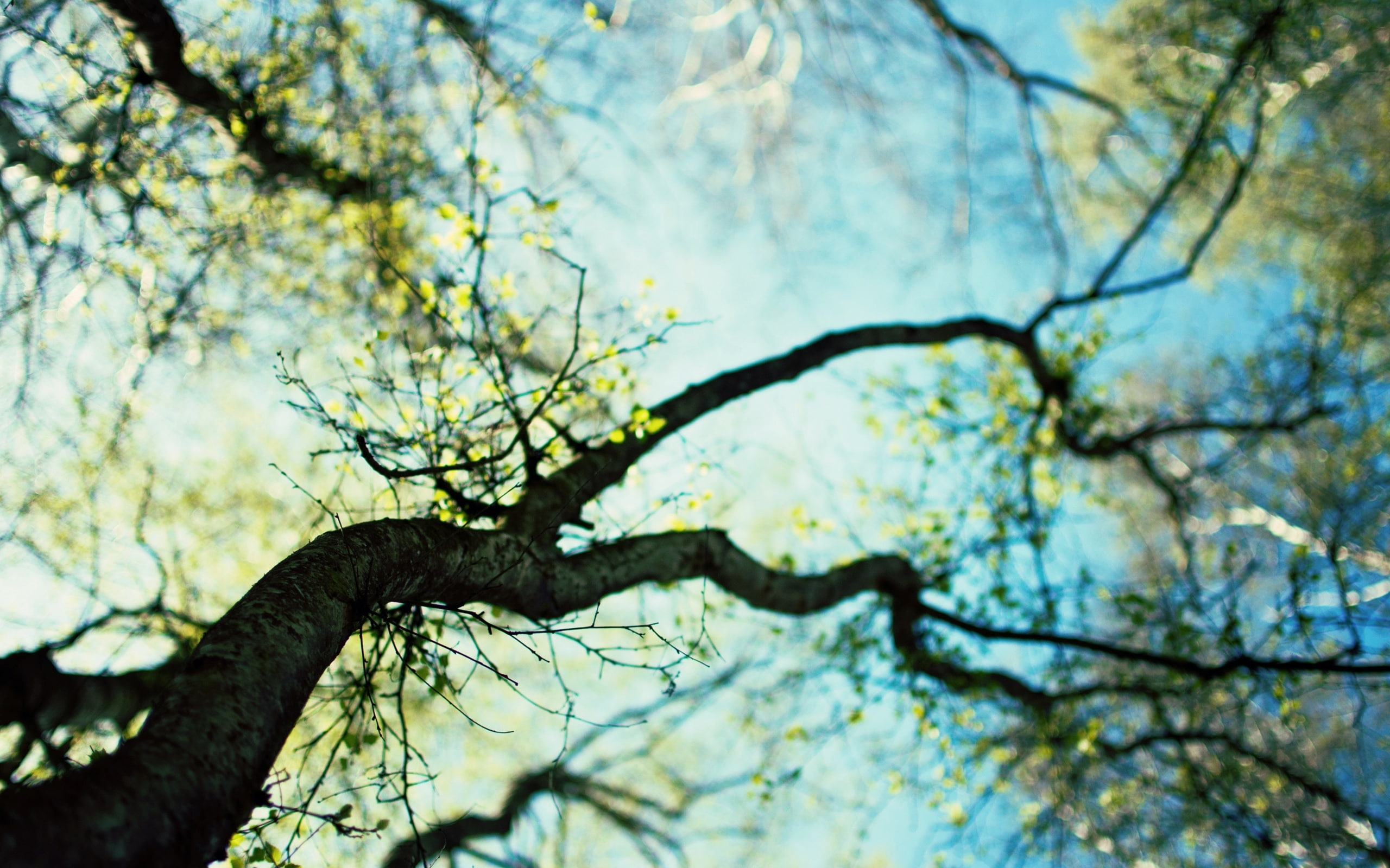 Sky, Germination, Spring, 2K, Hazy, Background, Tree, HD Wallpaper