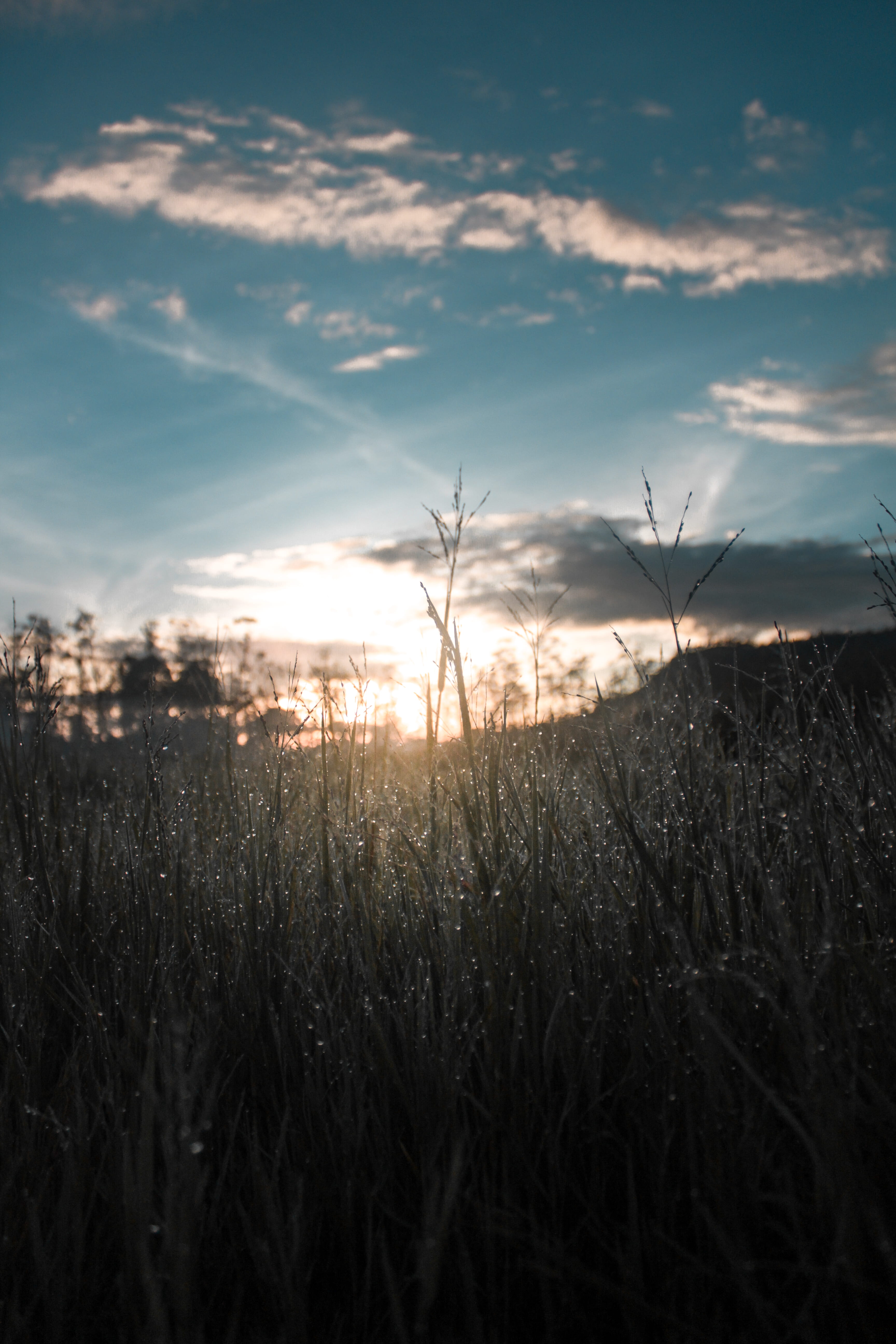 scenics - nature, environment, plant, grass, sunlight, tranquility, 5K, field, cloud - sky, nature, stalk, landscape, indonesia, tranquil scene, growth, Phone HD Wallpaper