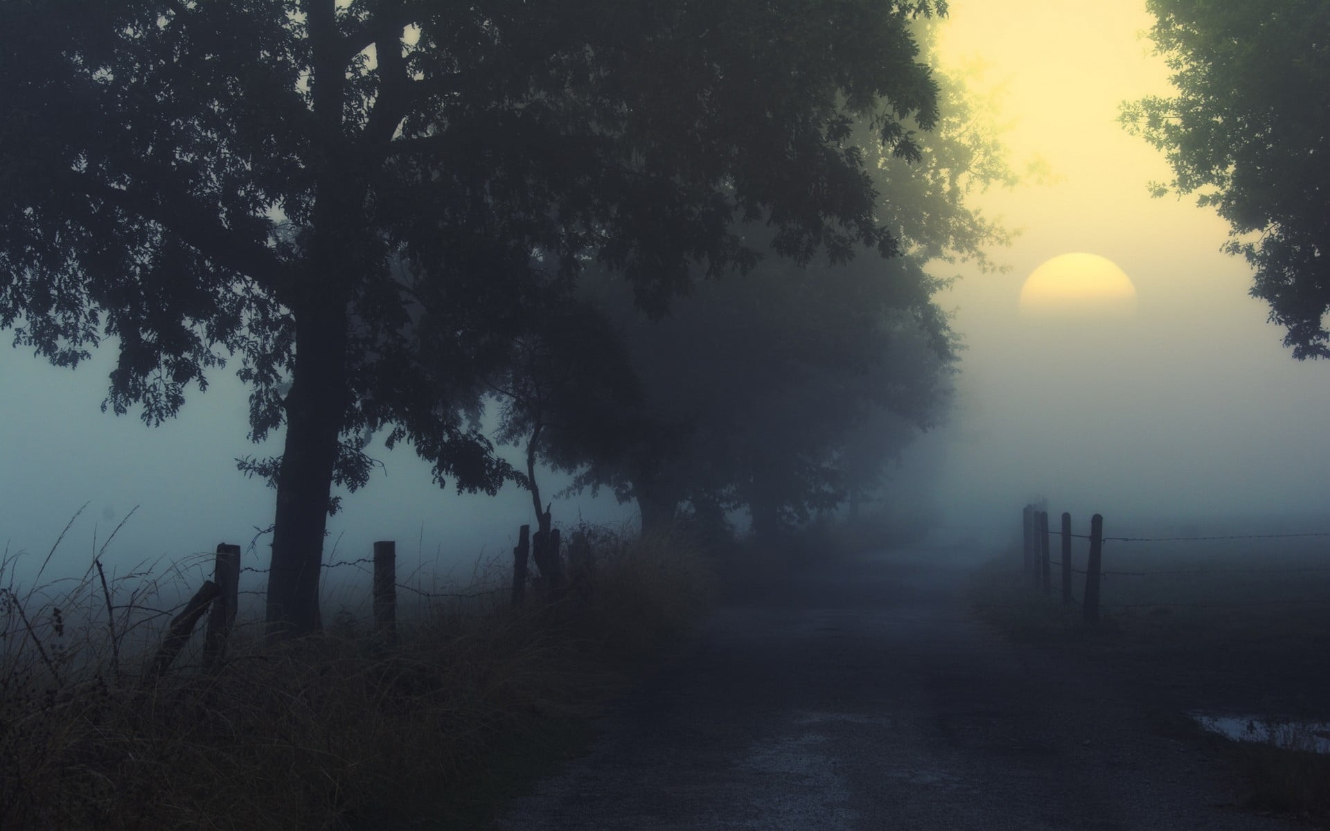 hazy, no people, leafed, nature, outdoors, shrubs, fence, 1080P, silhouette, plant, mist, tree, non-urban scene, sun, dirt road, green, atmosphere, twilight, HD Wallpaper