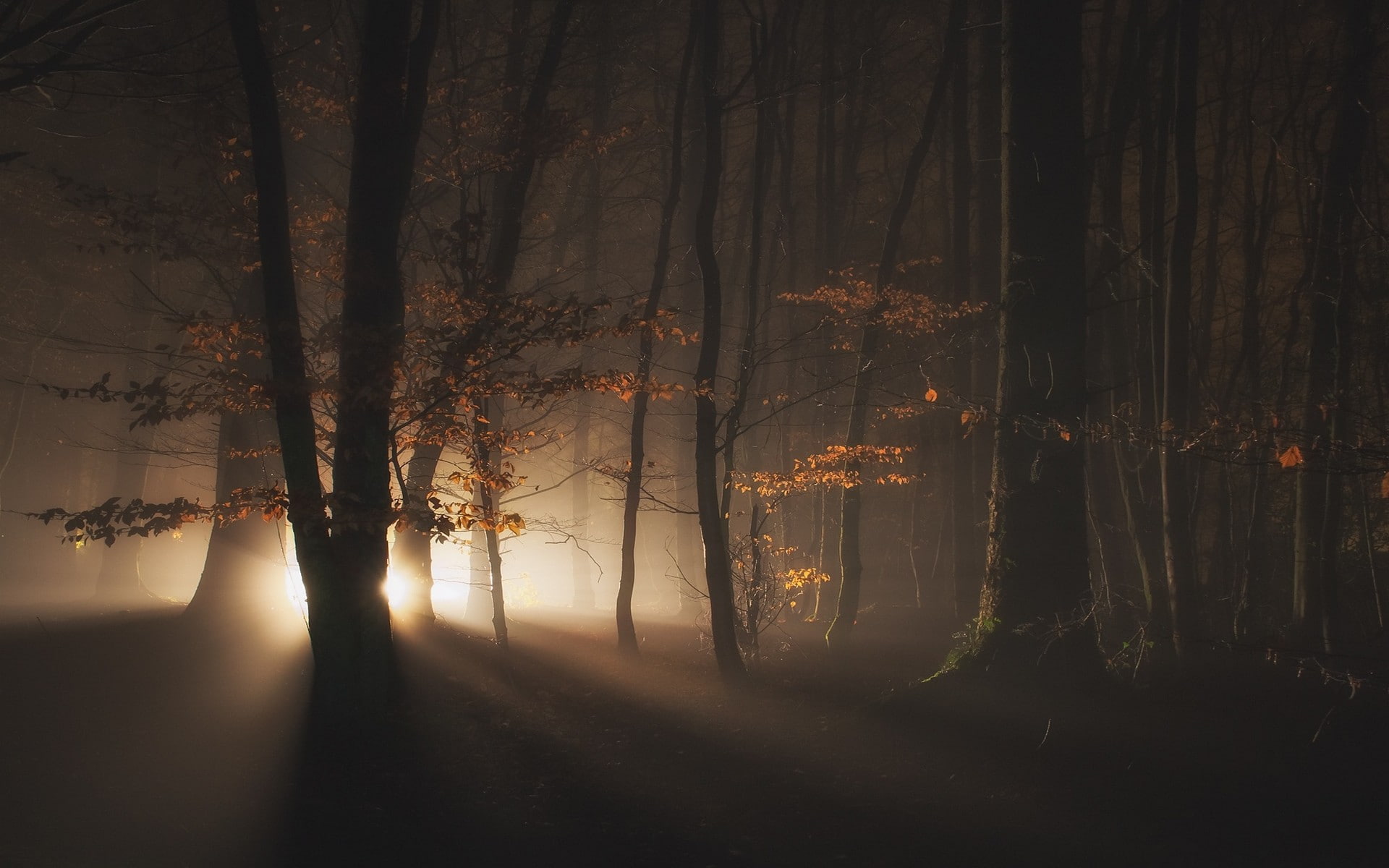 tree trunk, silhouette, tranquility, landscape, hazy, trees, nature, sunlight, fog, mist, woodland, plant, non-urban scene, growth, tranquil scene, dark, HD Wallpaper