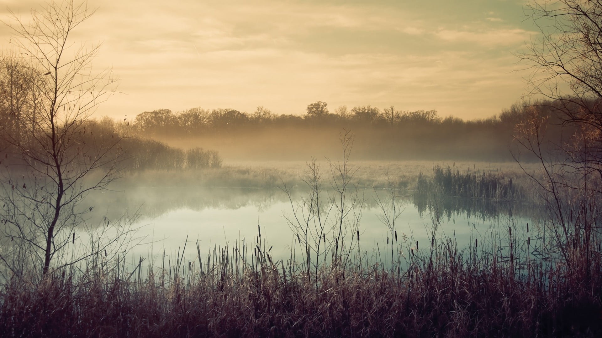 non-urban scene, mist, idyllic, cloud - sky, fog, forest, morning, bare tree, no people, tranquility, trees, branch, outdoors, tree, reflection lake, tranquil scene, HD Wallpaper