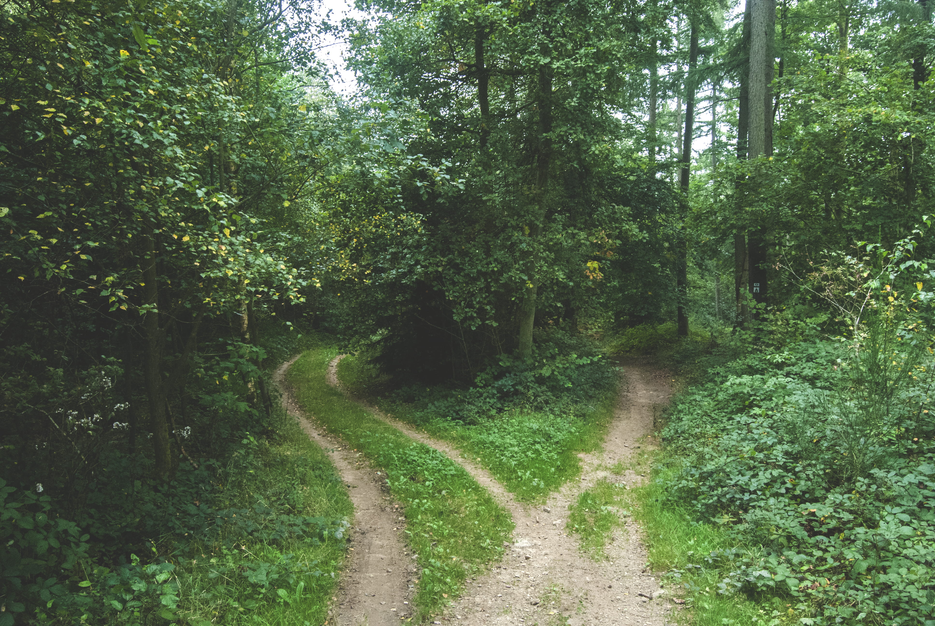 trees, rural Scene, pathways, non-urban scene, path, landscape, beauty in nature, scenics, woodland, dirt, direction, diminishing perspective, crossed, HD Wallpaper
