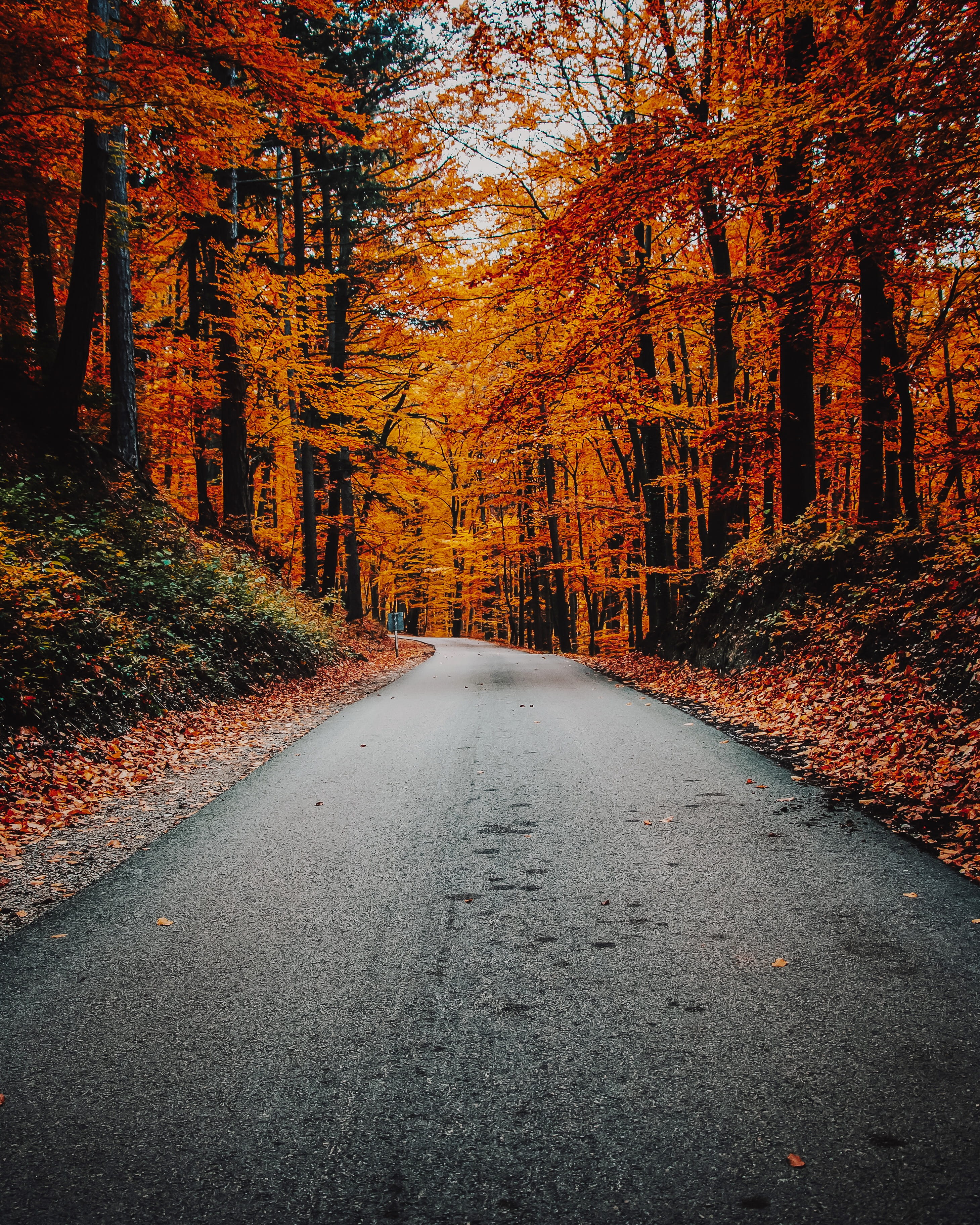 fall, land, tranquil scene, conifer, orange color, sopron, dirt road, 2K, no people, tarmac, scenics - nature, concrete, asphalt, road, tranquility, birch, Phone HD Wallpaper