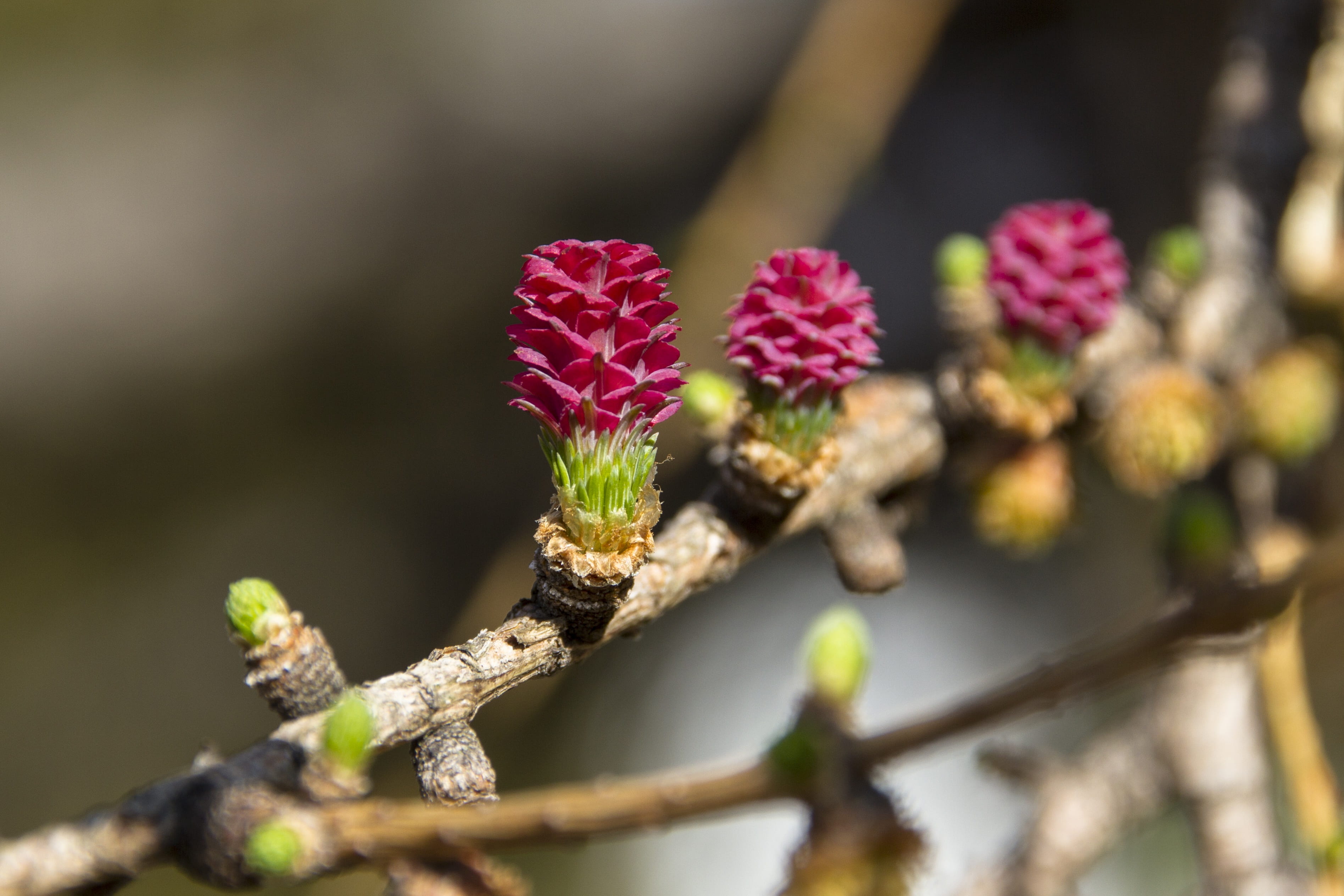 branch, springtime, tree, close-up, outdoors, bud, focus, freshness, beauty in nature, purple, spring, day, nature, photography, 2K, selective, flower head, HD Wallpaper