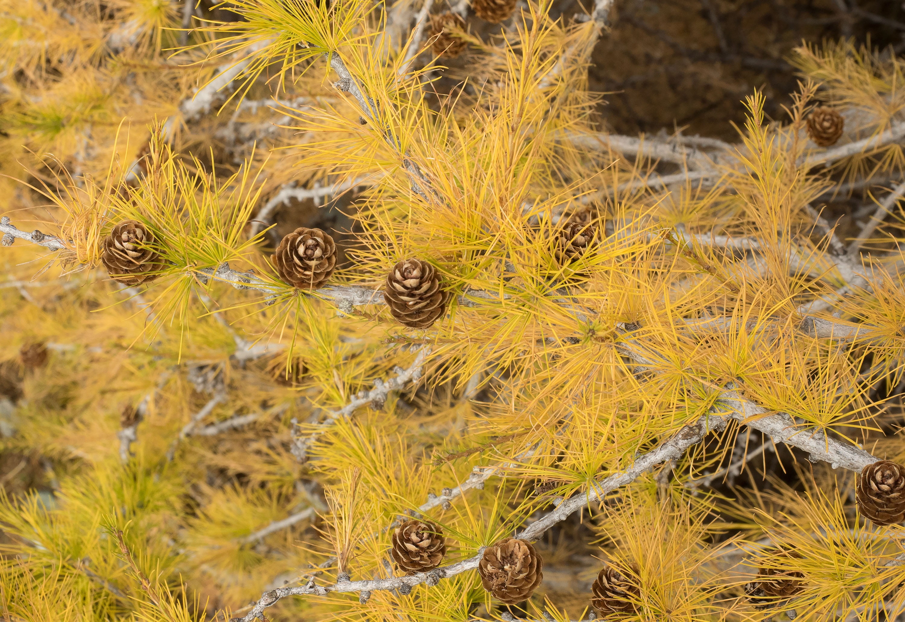 coniferous, day, nature, outdoors, no people, foliage, animal wildlife, orange, close-up, tree, young animal, animals in the wild, one animal, cones, yellow, HD Wallpaper