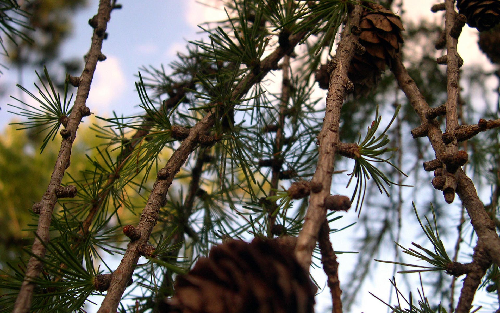 1080P, pine cone, beauty in nature, coniferous tree, leaf, larch, focus on foreground, day, outdoors, nature, growth, close-up, tree, plant, tranquility, HD Wallpaper