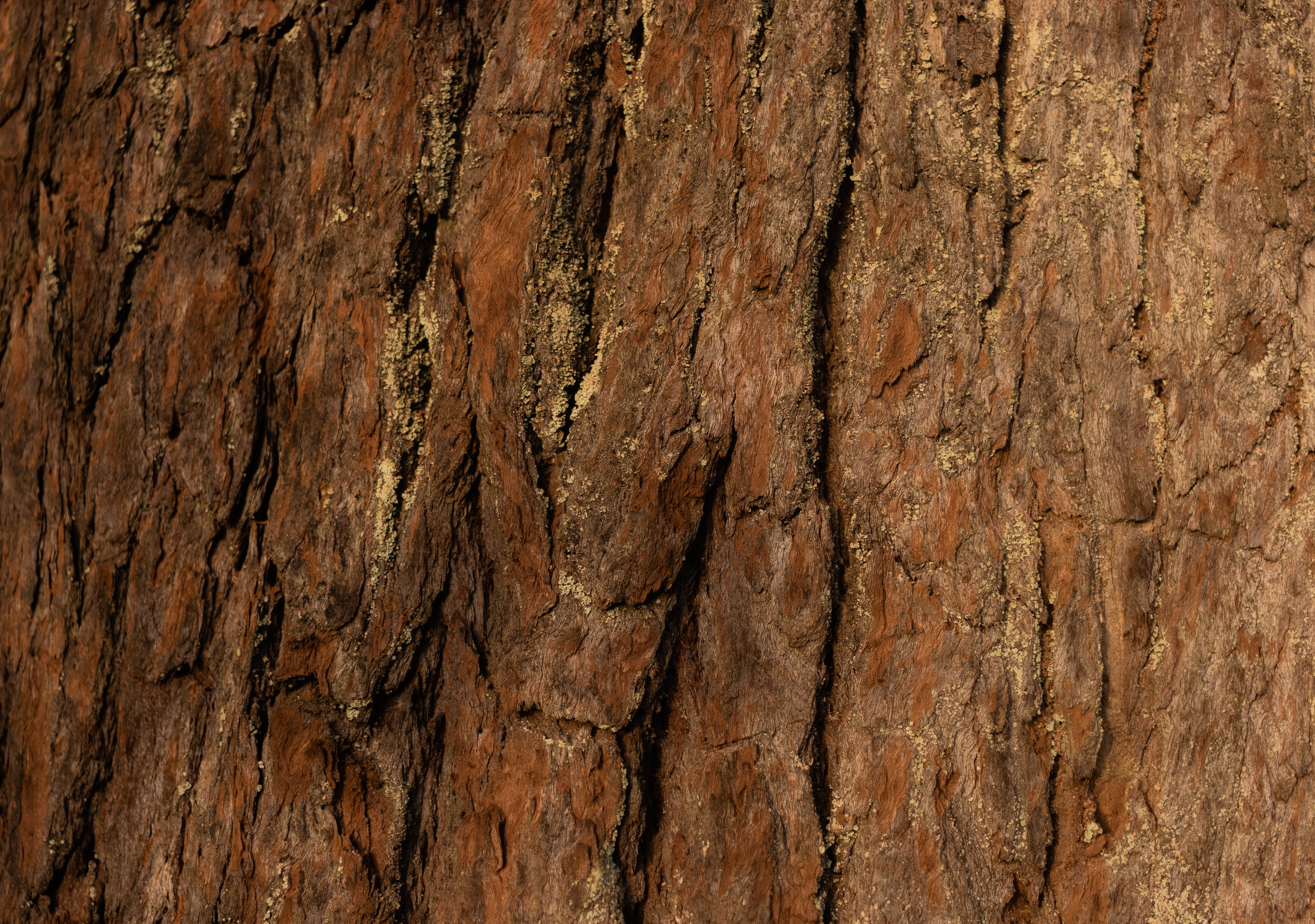 no people, outdoors, tree, can, plant, patern, hardwood, wood grain, patern wood, gong, close, conifer, natural pattern, tree trunk, nature, abstract backgrounds, HD Wallpaper