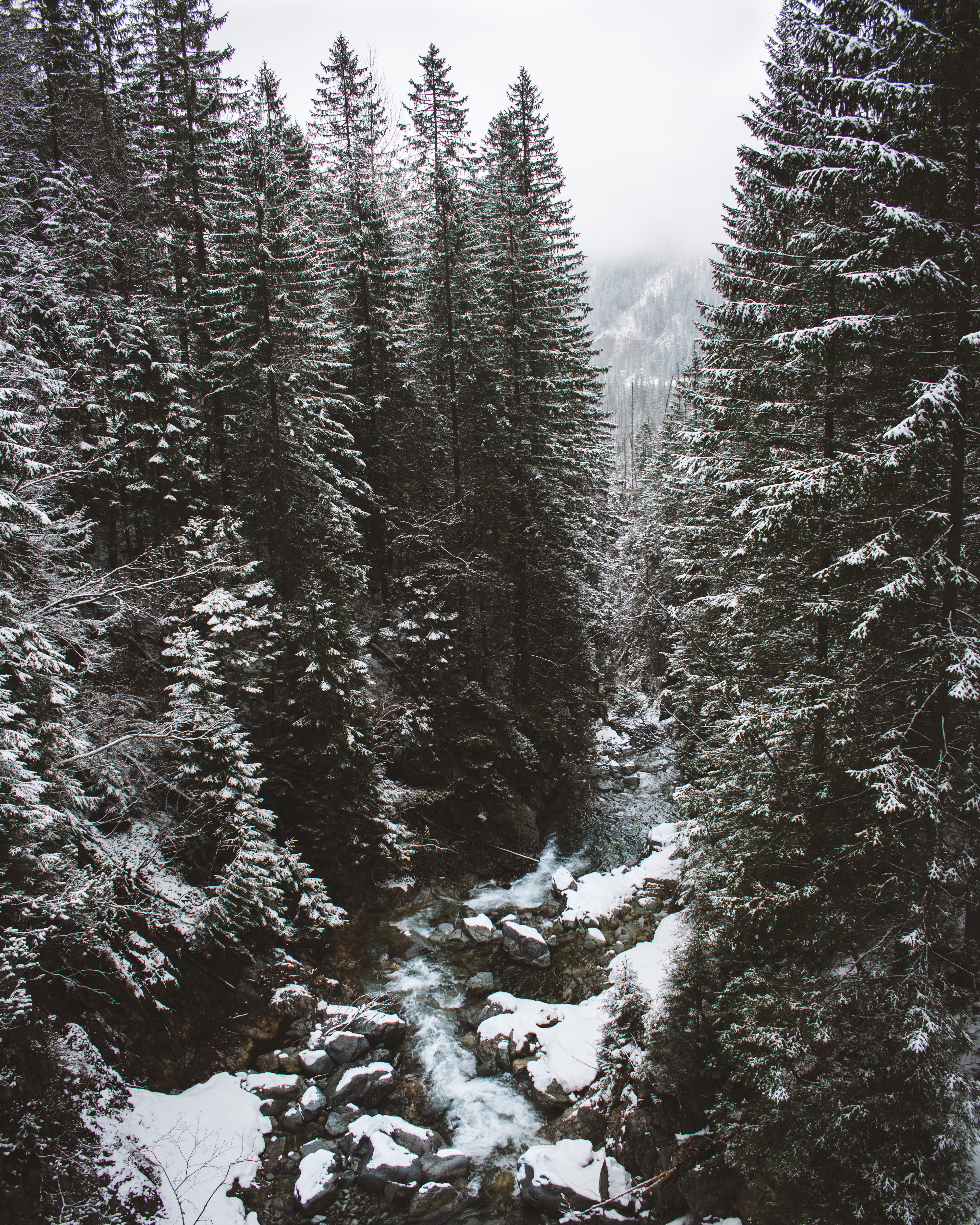 plant, tranquility, environment, larch, ginger, growth, winder, invertebrate, snow, woods, photo, land, pine, no people, mountains, winter, beauty in nature, Phone HD Wallpaper
