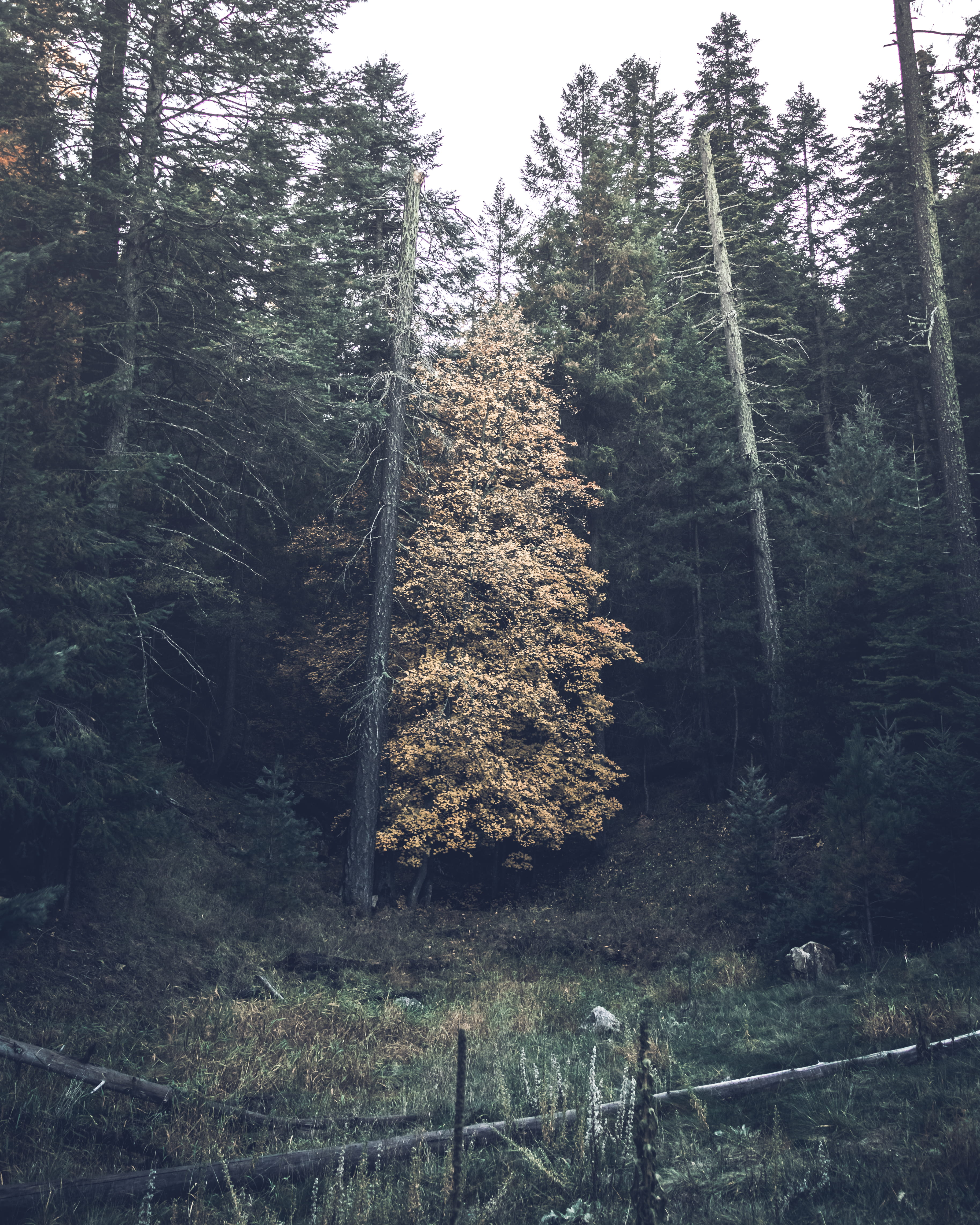 coniferous tree, forest, conifer, non-urban scene, banister, woodland, housing, airfield, road, sky, tree, tranquility, grey, scenics - nature, bridge, Phone HD Wallpaper