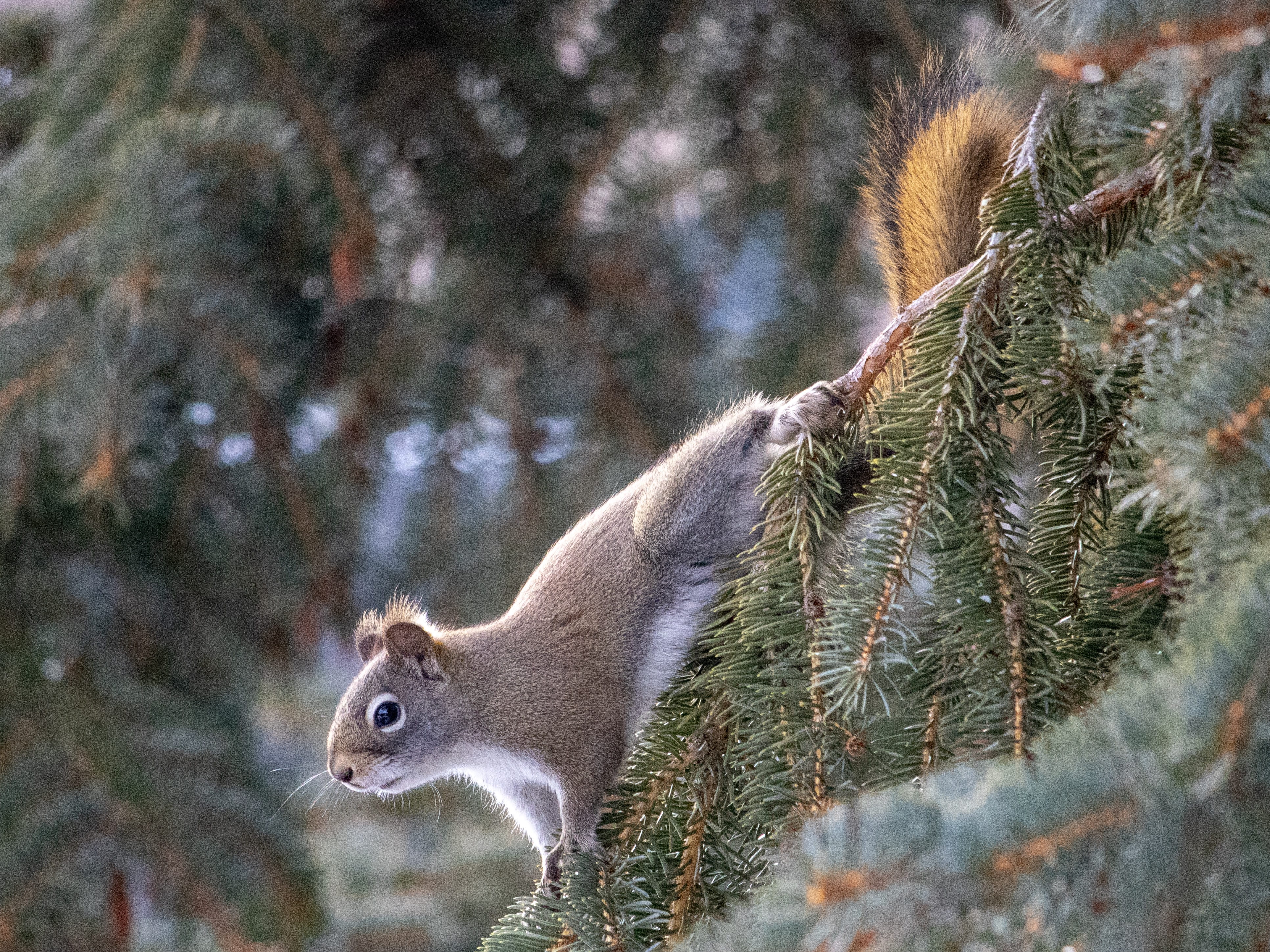 animal wildlife, fir, brown, nature, squirrel, rodent, fuzzy, food, tree, no people, skunk, 4K, lemur, focus on foreground, larch, spruce, abies, plant, HD Wallpaper