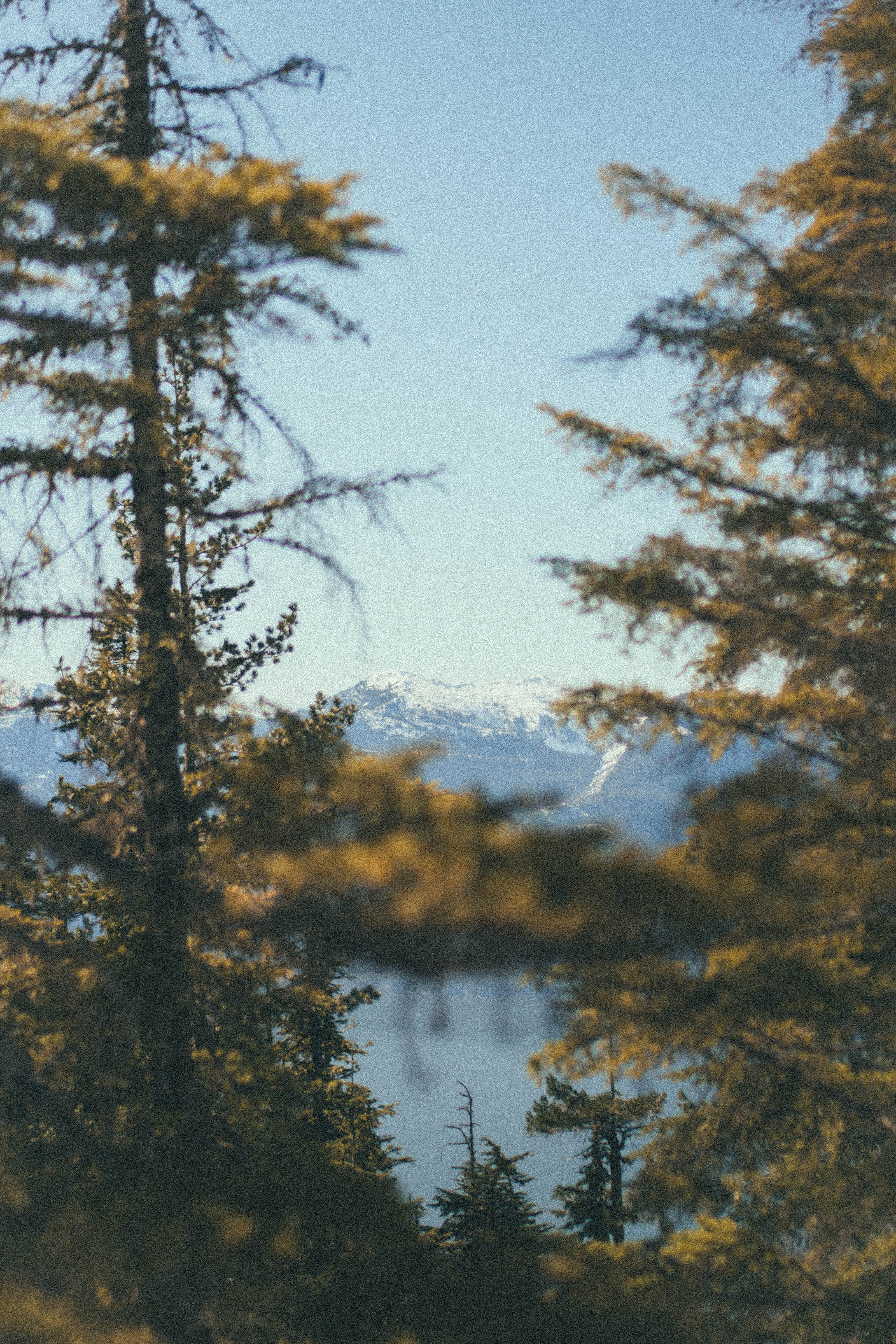 land, winter, spruce, scenics - nature, growth, low angle view, mountains, focus on foreground, beauty in nature, whistler, day, tranquil scene, trees and mountains, Phone HD Wallpaper
