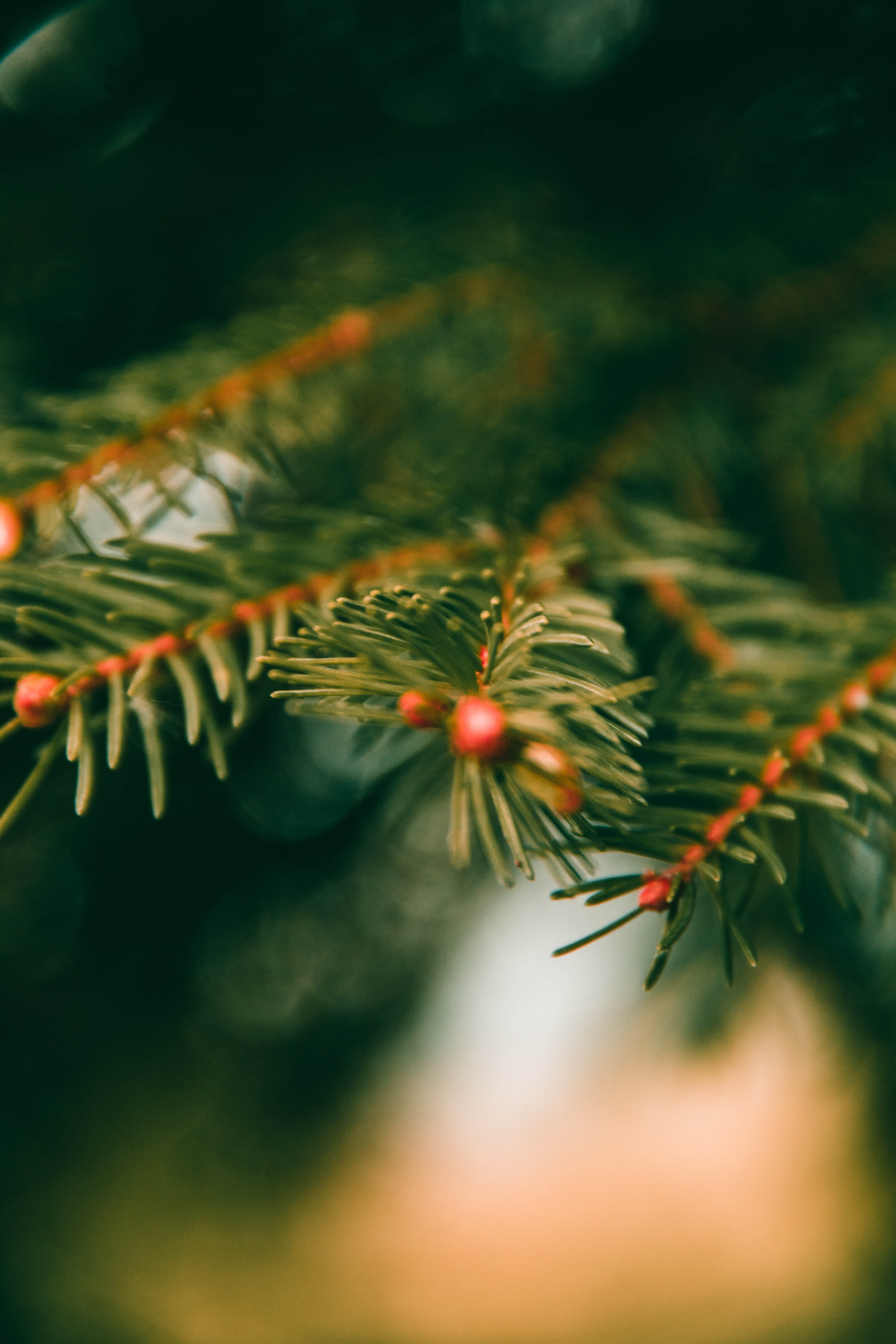 fir, needle - plant part, no people, tranquility, animal, day, amusement park, spruce, freshness, invertebrate, selective focus, insect, andrena, flowering plant, Phone HD Wallpaper