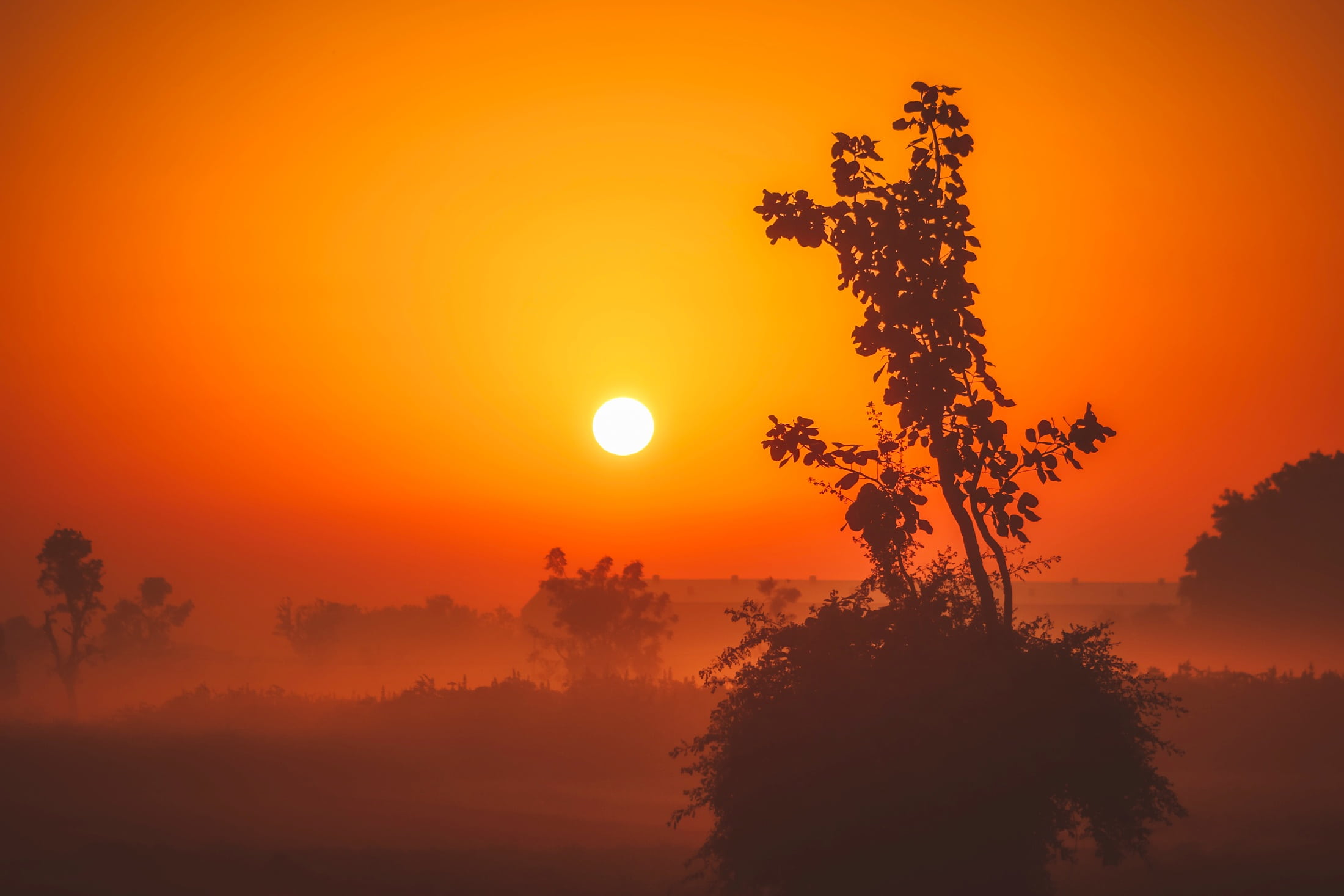 field, tree, 1080P, no people, meadow, golden, scenic, scenics - nature, idyllic, orange color, colorful, leaf, beautiful, silhouette, tranquility, tranquil scene, HD Wallpaper