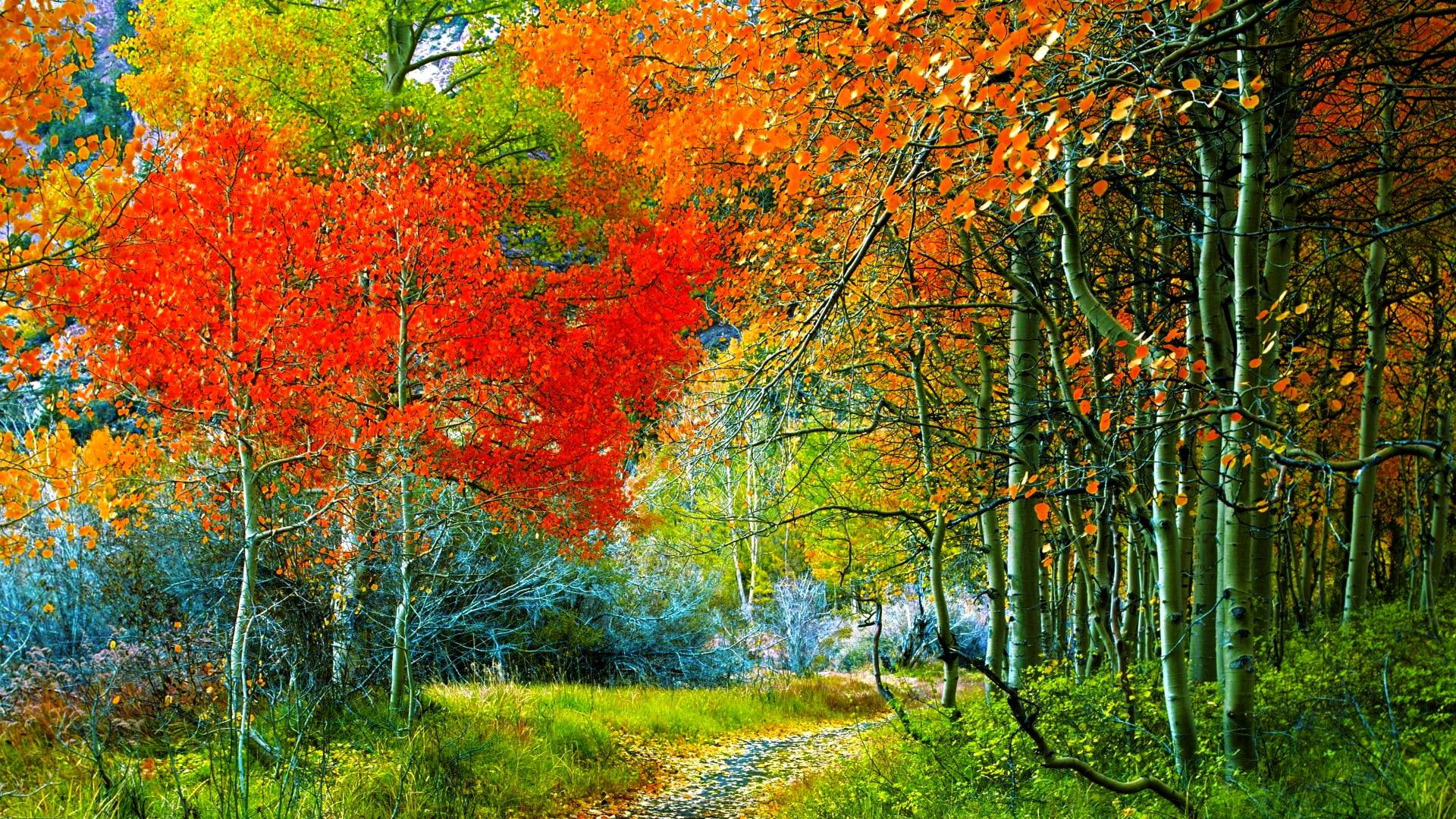 forests, trees, autumn, nature and landscapes, 1080P, forest, nature, path, HD Wallpaper