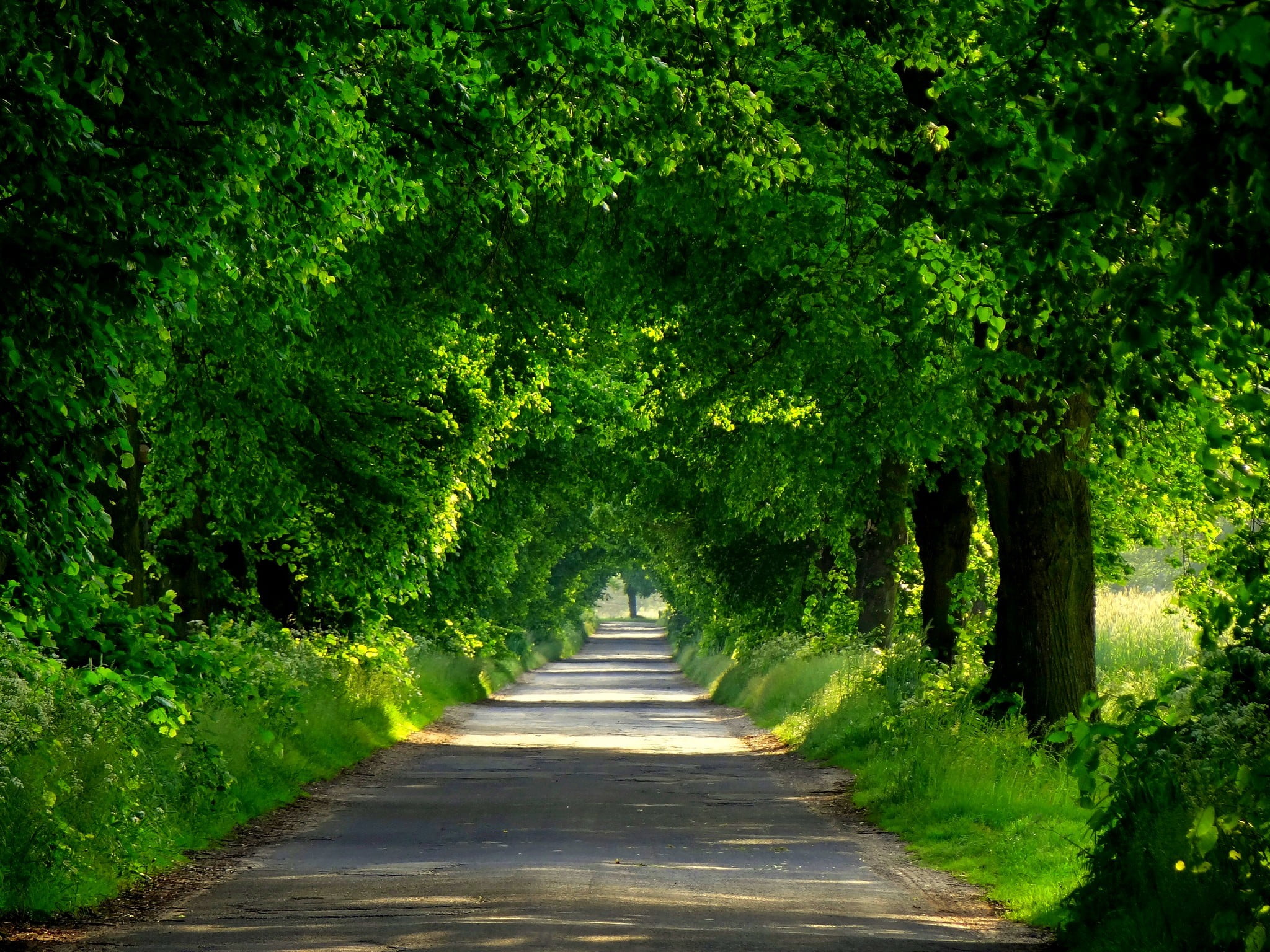 foliage, scenics, single Lane Road, park - Man Made Space, tranquil Scene, landscape, tree, no People, green, season, walking, walk, forest, 1080P, tranquility, HD Wallpaper