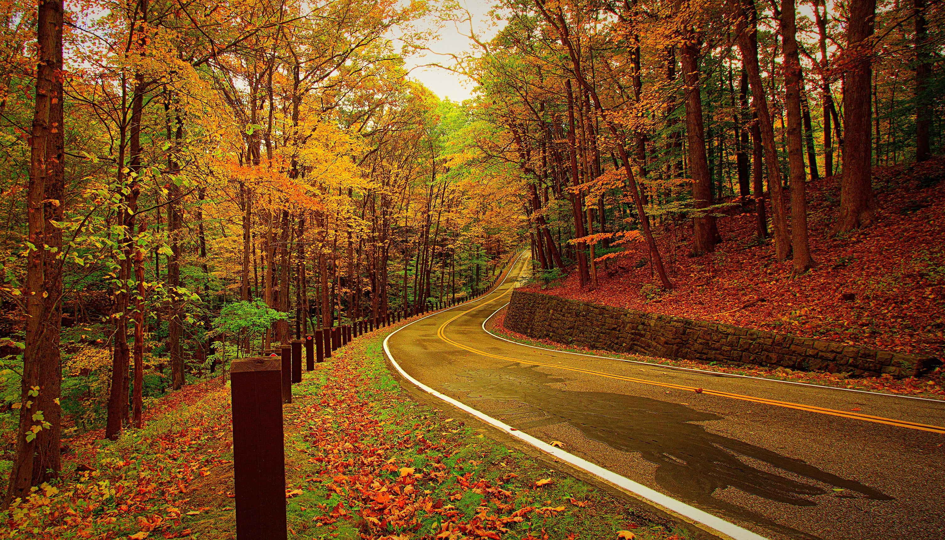 forest, black, no People, leaf, season, footpath, color Image, 2K, travel, landscape, the way forward, colors, non-Urban Scene, orange Color, tranquility, HD Wallpaper