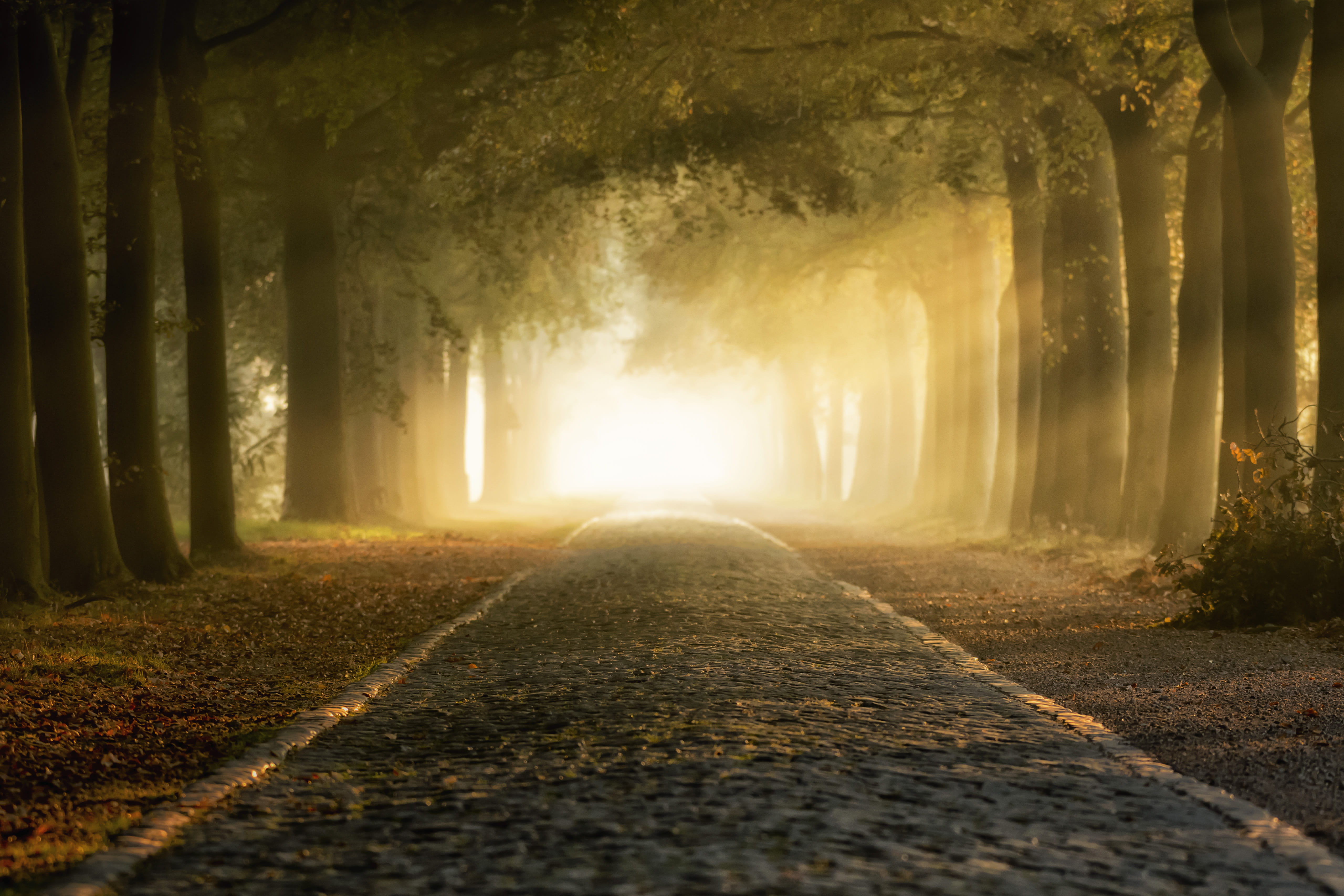 autumn, mist, rural Scene, brown, branch, fall, trees, park - Man Made Space, plant, 5K, mistery, day, magic, alley, nature, misteriou, street, sunset, HD Wallpaper