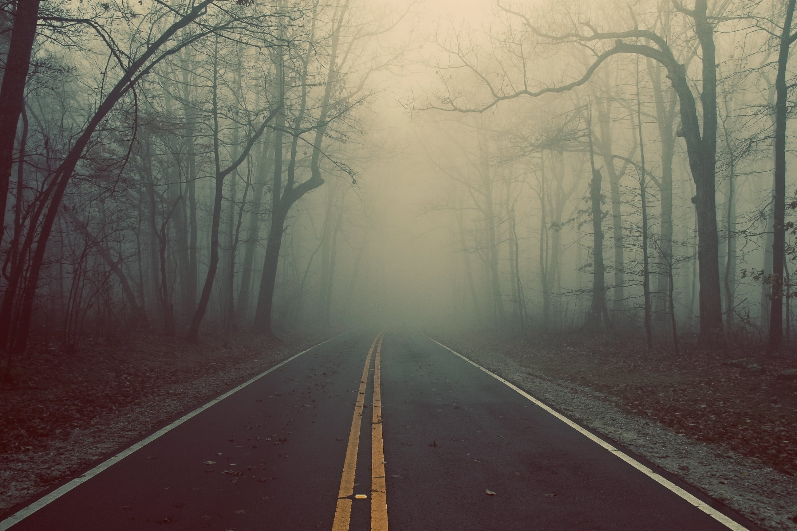 vanishing Point, land, nature, branch, non-Urban Scene, footpath, dark, beauty In Nature, season, outdoors, rural Scene, winter, woodland, bare tree, road, HD Wallpaper