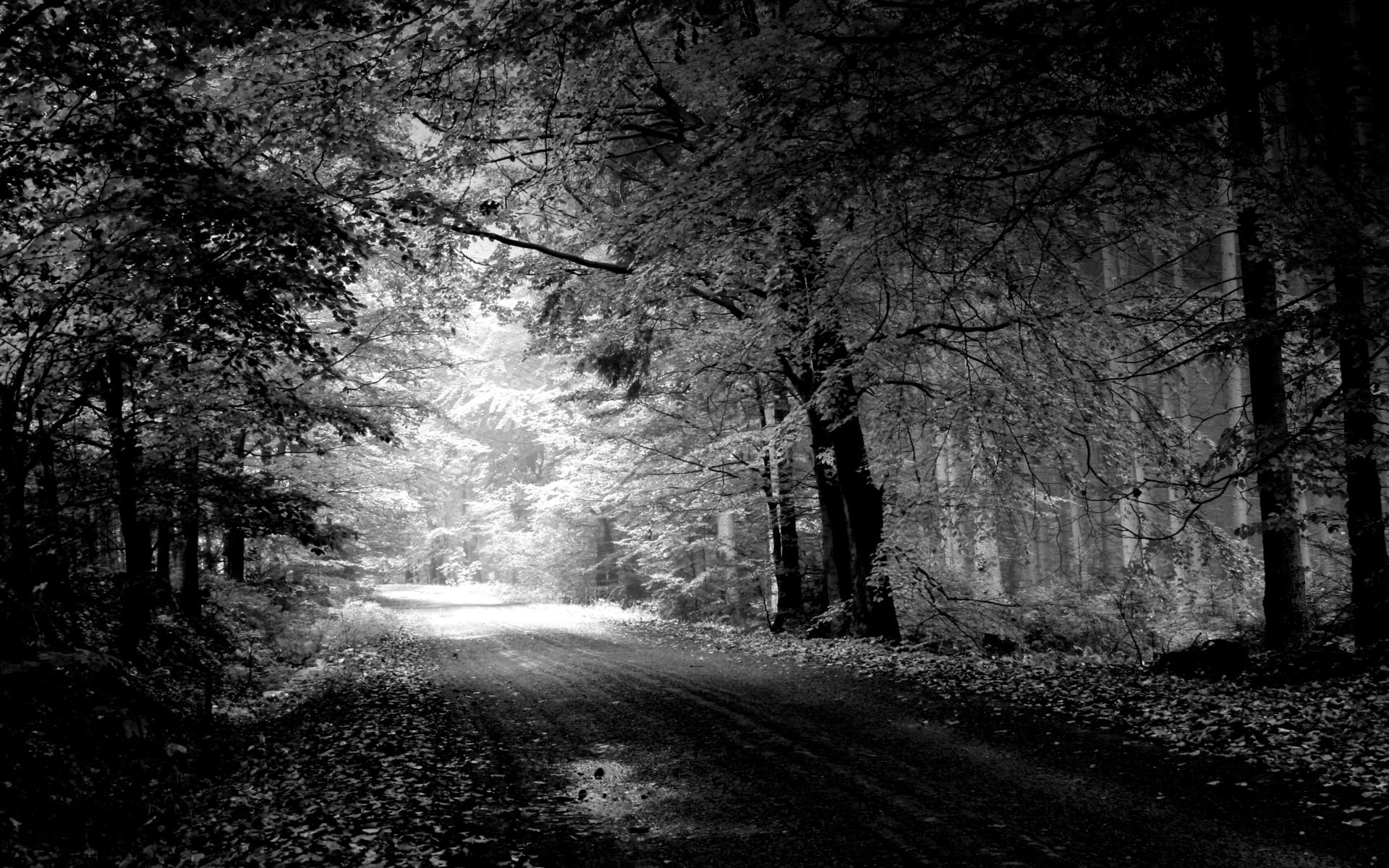 woodland, no People, non-Urban Scene, fog, scenics - nature, tree trunk, trees, single Lane Road, road, 1080P, growth, nature, land, footpath, the way forward, HD Wallpaper