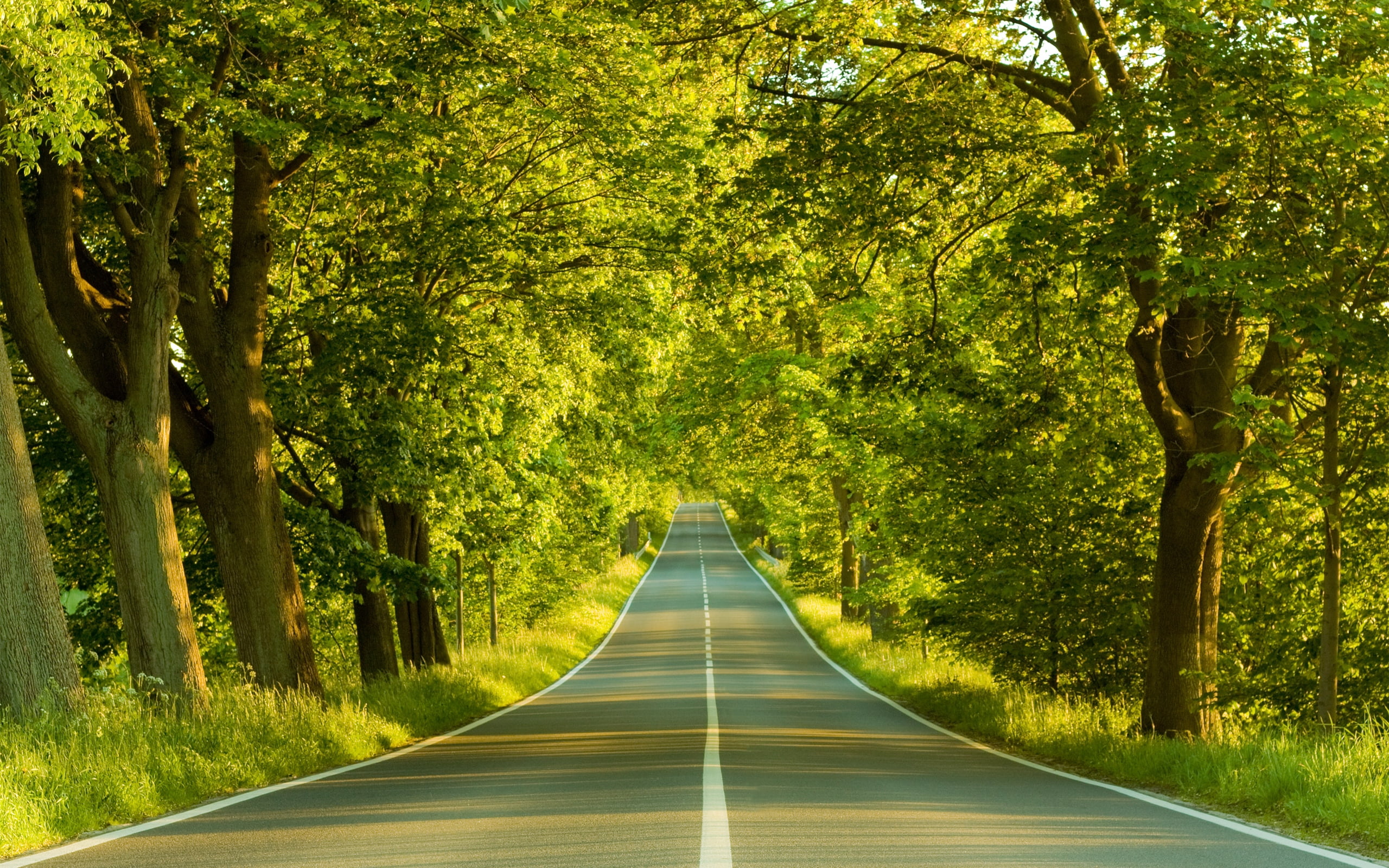 2K, transportation, green Color, summer, footpath, diminishing perspective, leaf, tree, scenics, rural Scene, outdoors, the way forward, woodland, plant, HD Wallpaper