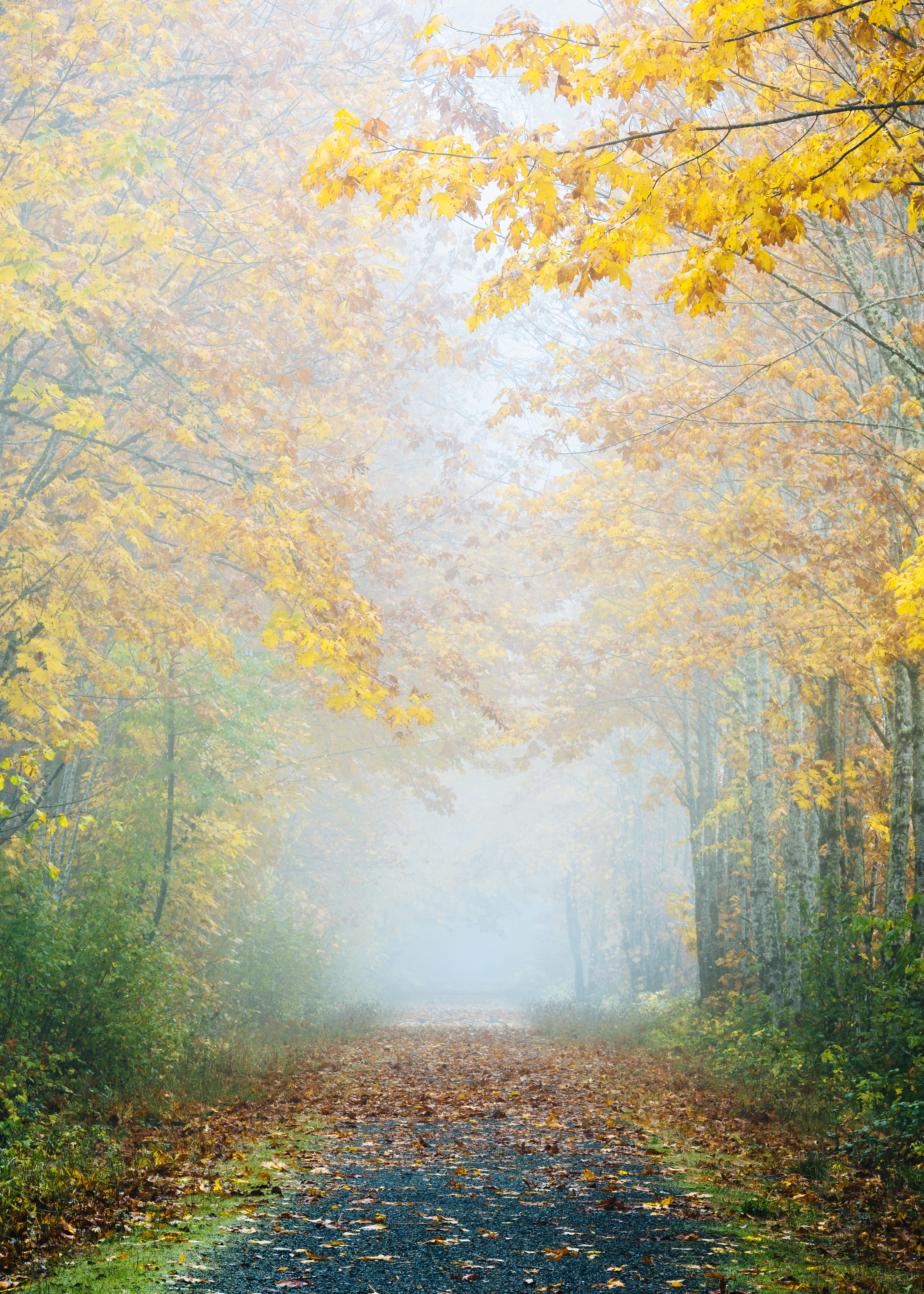 october, green Color, day, track, season, woodland, gold Colored, pnw, road, rural Scene, path, landscape, outdoors, single Lane Road, sunlight, journey, Phone HD Wallpaper
