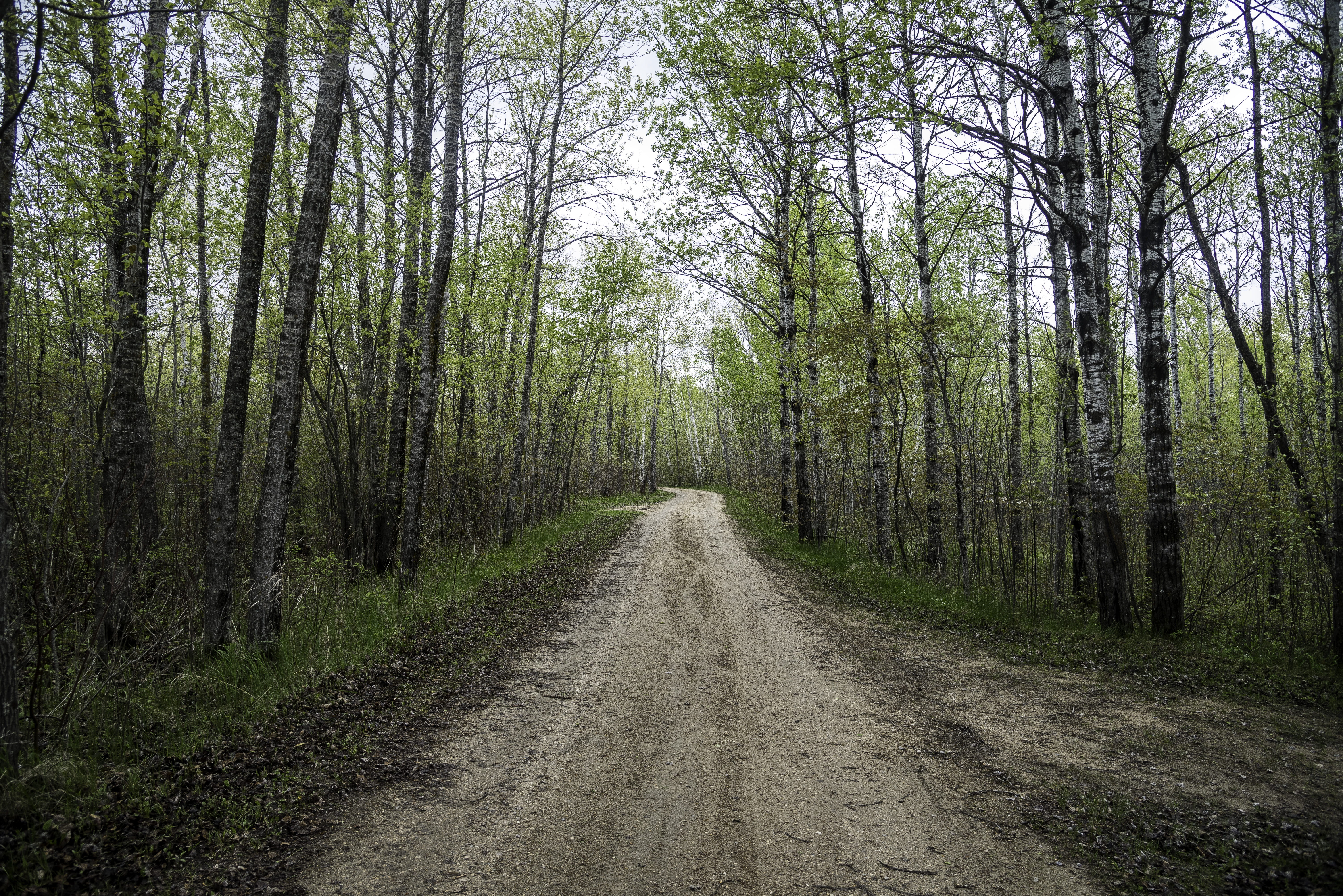 direction, diminishing perspective, scenics, tranquil scene, long, the way forward, tree trunk, beauty in nature, state, nature, no People, bay, footpath, HD Wallpaper