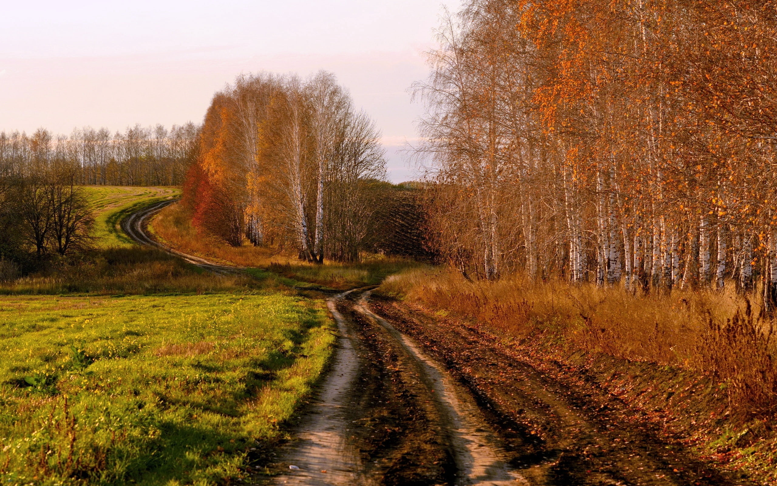 orange Color, yellow, land, beauty In Nature, russia, nature, environment, grass, multi Colored, red, lush Foliage, october, trail, plant, tree, fields, HD Wallpaper