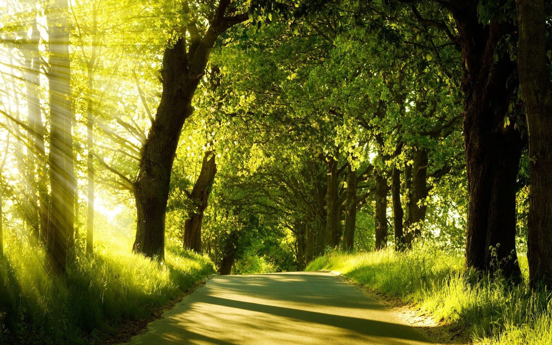 park - Man Made Space, plant, lane, diminishing perspective, shadow, treelined, country Road, beams, season, green, environment, single Lane Road, nature, HD Wallpaper