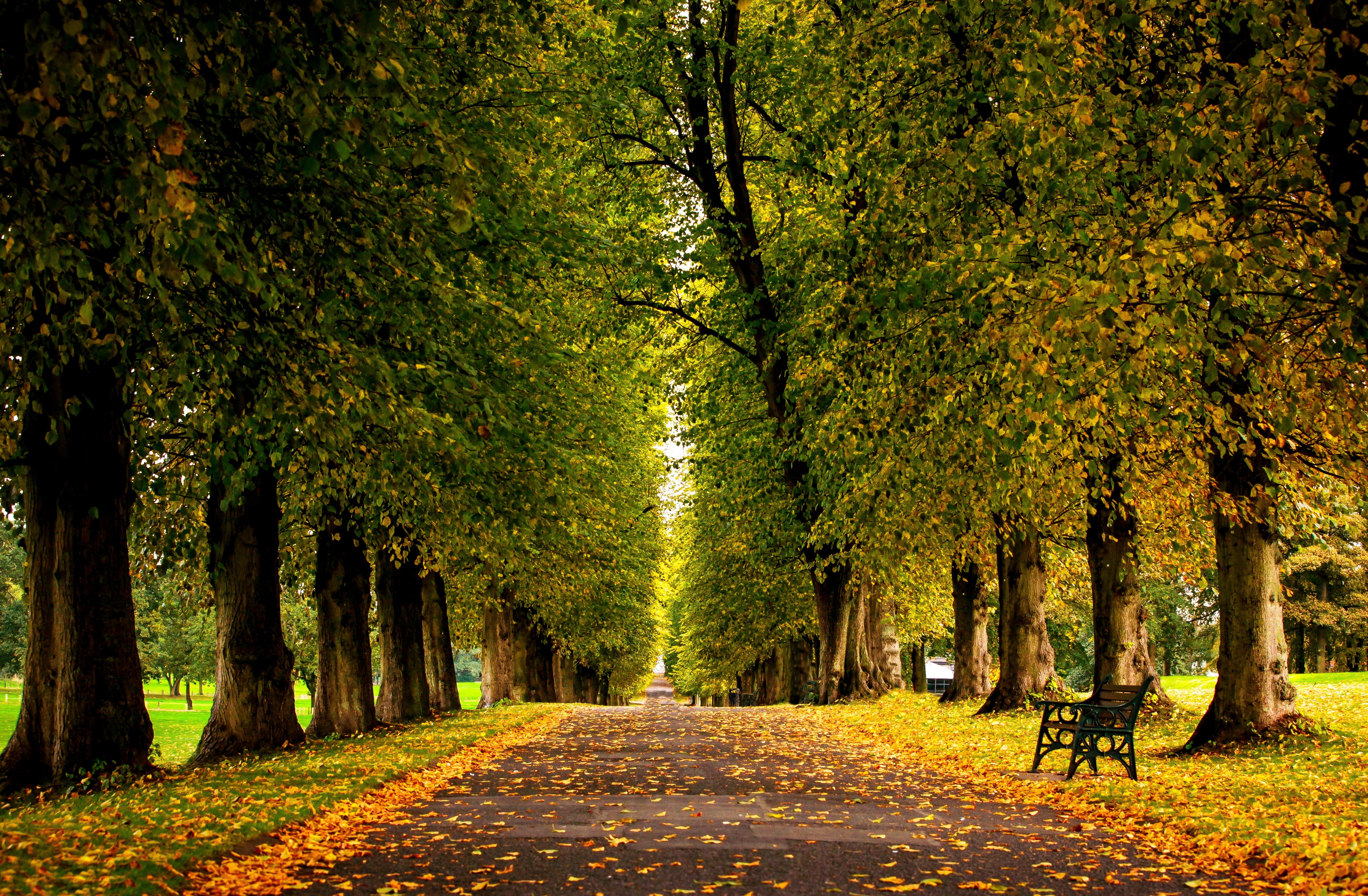 alley, europe, scenics - nature, day, hdr, the way forward, leaf, leaves, tree, 5K, trees, lane, in a row, direction, outdoors, orange Color, multi Colored, HD Wallpaper