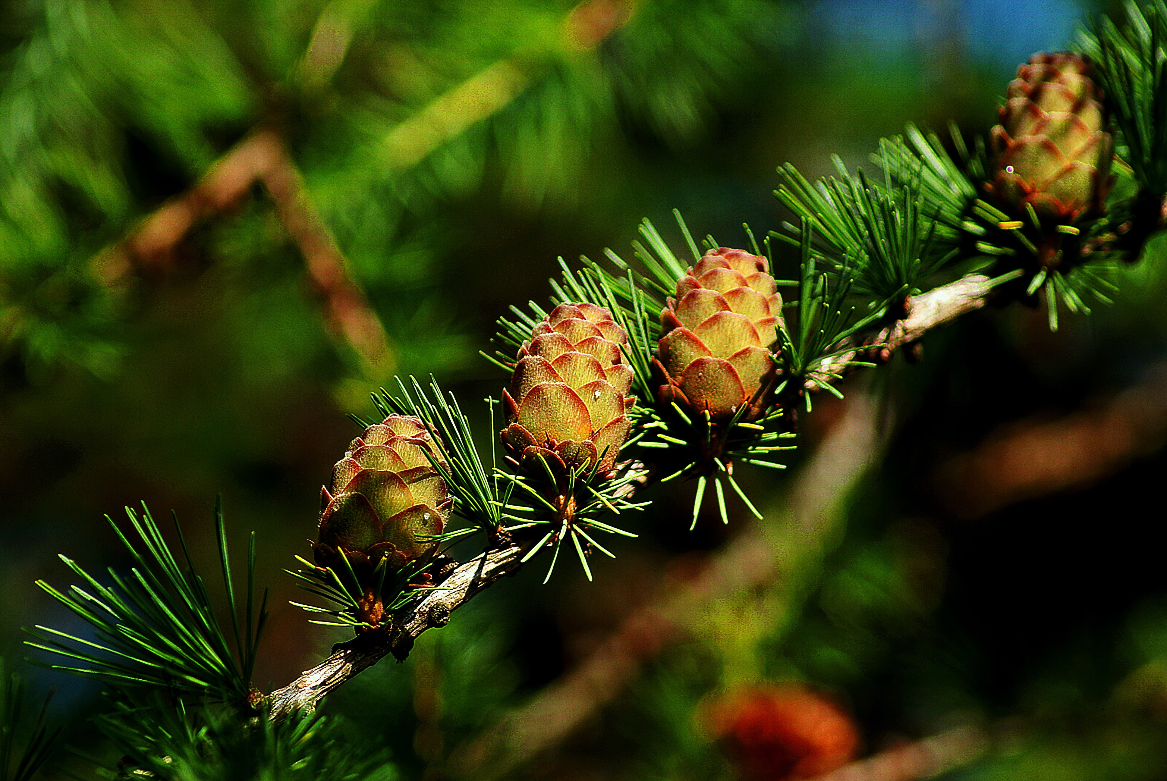 focus on foreground, food and drink, coniferous trees, pine, larch cones, larch needles, beauty in nature, clarity, fruit, closeup, sprig, photography, HD Wallpaper