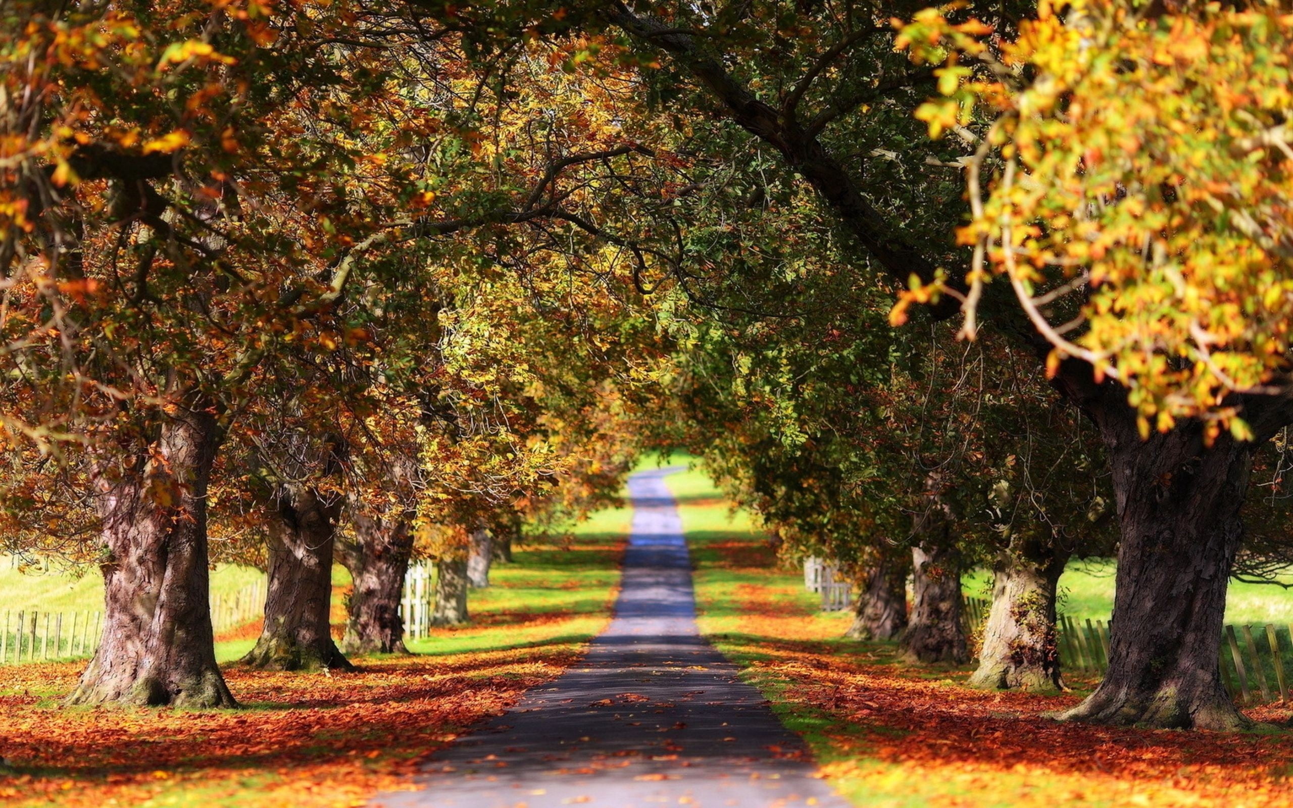travel, red, leaves, diminishing perspective, tree trunk, sunlight, tree canopy, fall, alley, tree, rural Scene, park - Man Made Space, path, day, gold Colored, HD Wallpaper