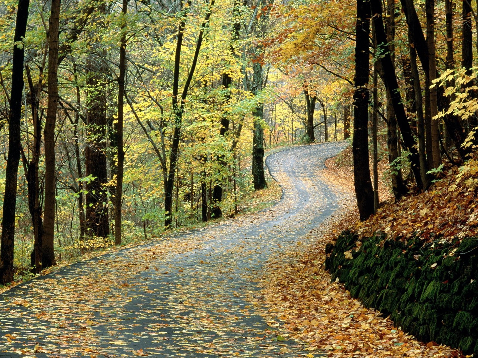 alley, leaf, treelined, leaves, lush Foliage, move, asphalt, non-Urban Scene, growth, travel, road, dirt Road, direction, tree trunk, gold Colored, scenics, HD Wallpaper