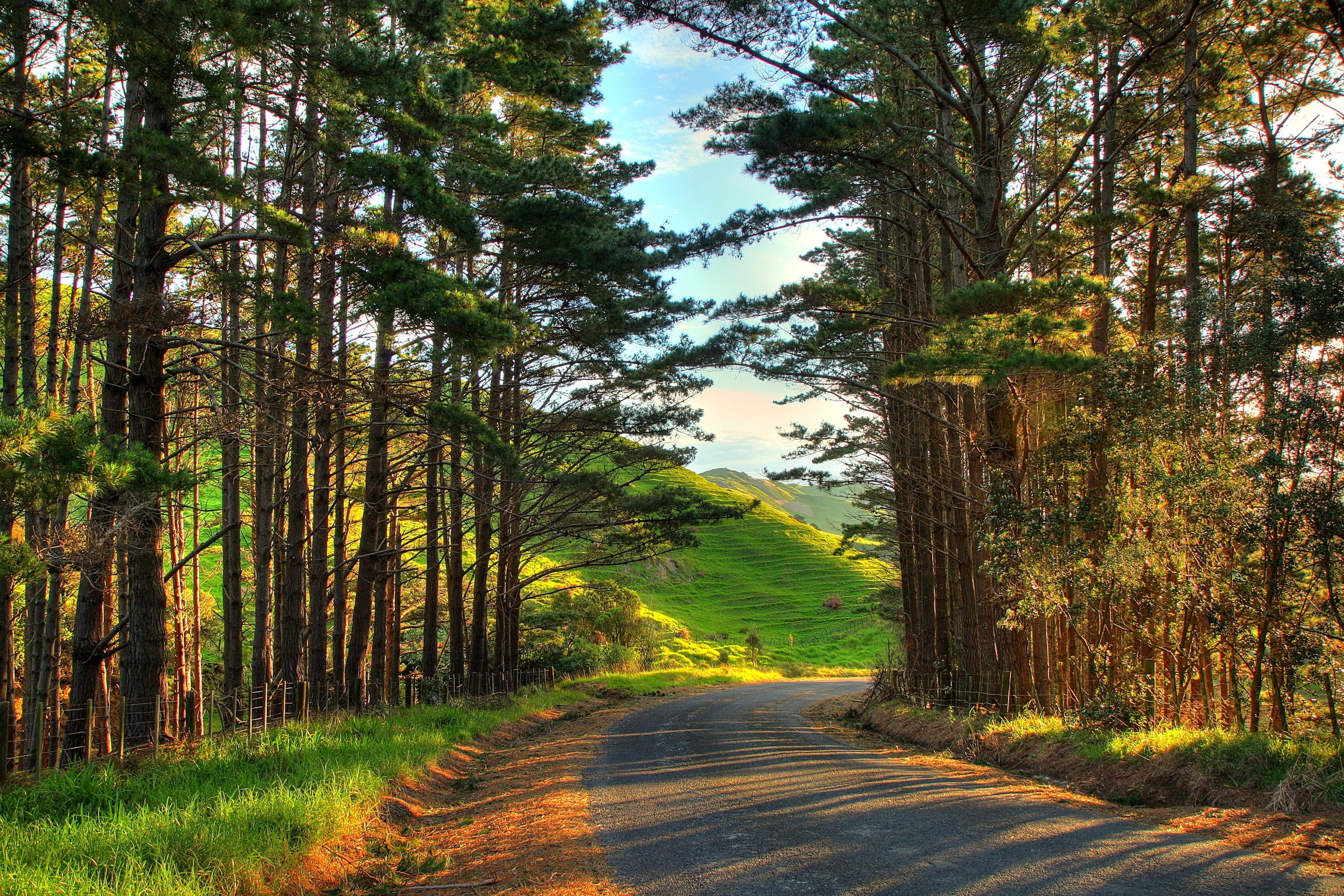 beauty In Nature, travel, tree trunk, diminishing perspective, dirt Road, trees, sky, single Lane Road, tranquil Scene, treelined, woodland, the way forward, HD Wallpaper
