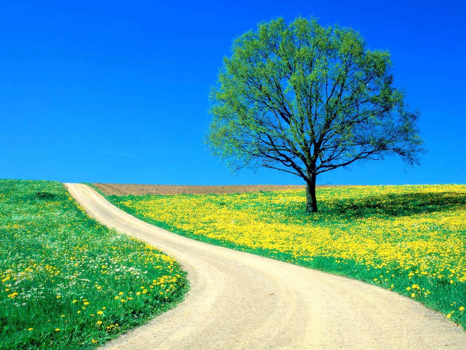 pasture, beauty In Nature, flower, blue, street, leafed, nature, transportation, environment, single Lane Road, 720P, landscaped, landscape, plant, cloud - Sky, HD Wallpaper