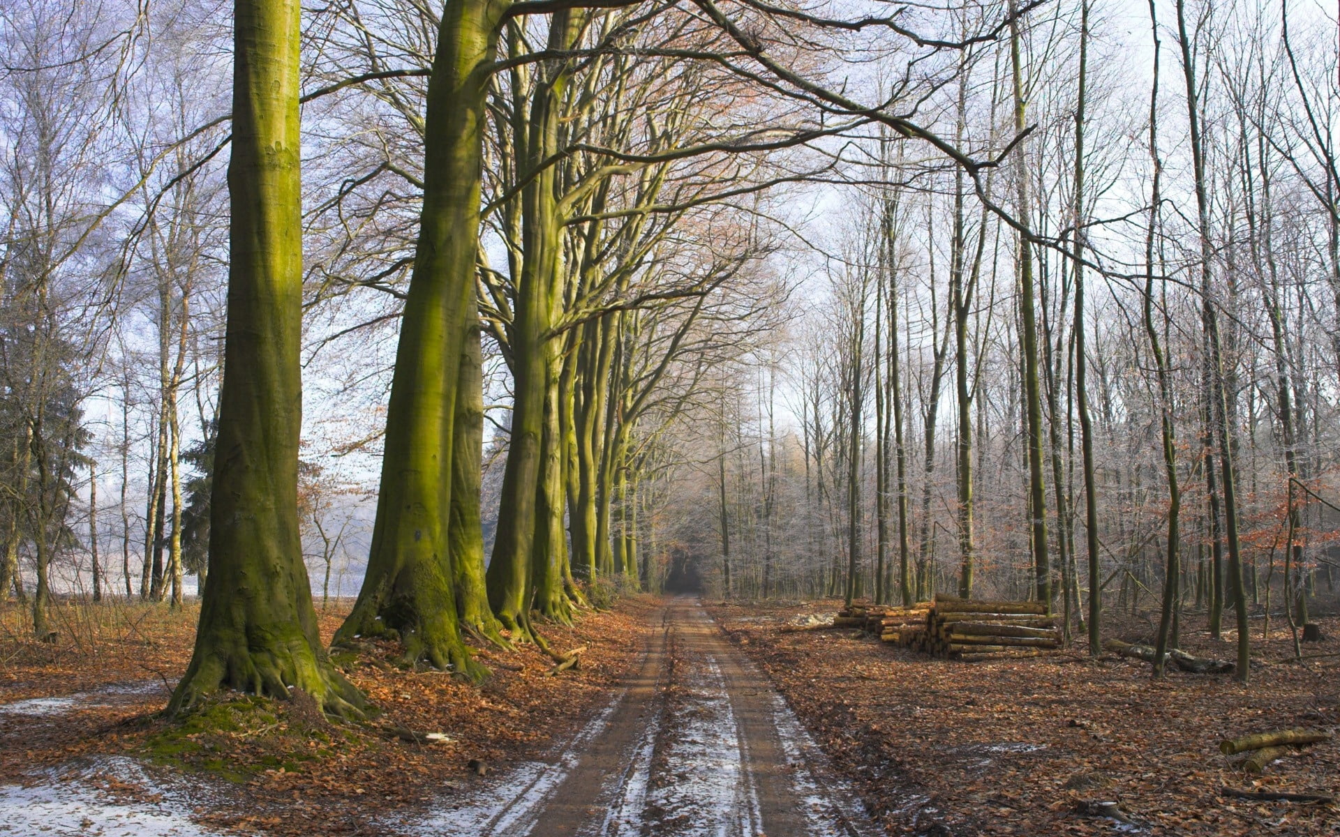 street, fog, tree trunk, sunset, green Color, yellow, wood, tranquil Scene, mist, season, treelined, day, autumn, trees, travel, landscape, outdoors, road, HD Wallpaper