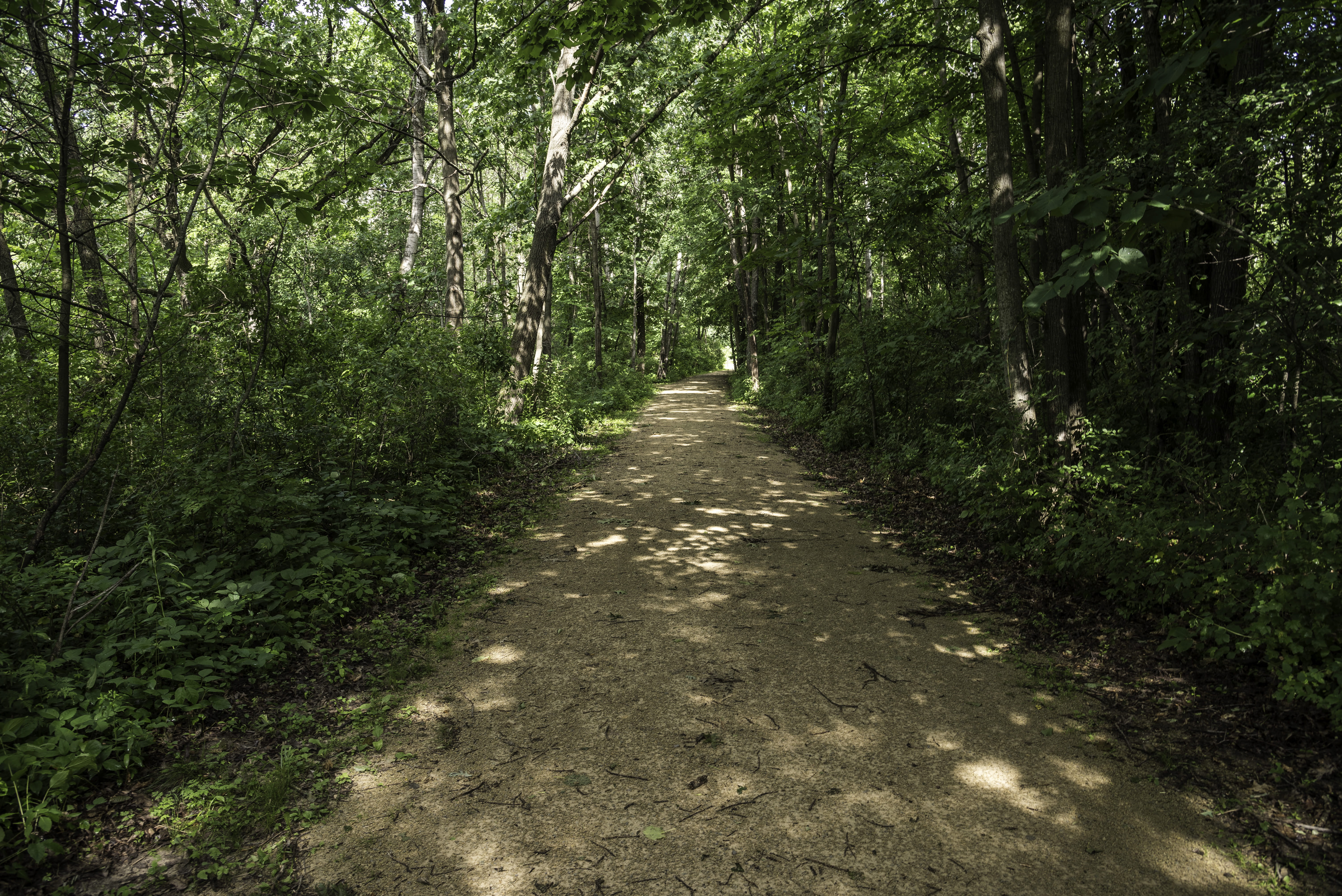 dark forest, land, tranquility, camrock county park, public domain, camrock, Dark, direction, forest, rural Scene, scenics, park, Forested, trail, woodland, HD Wallpaper
