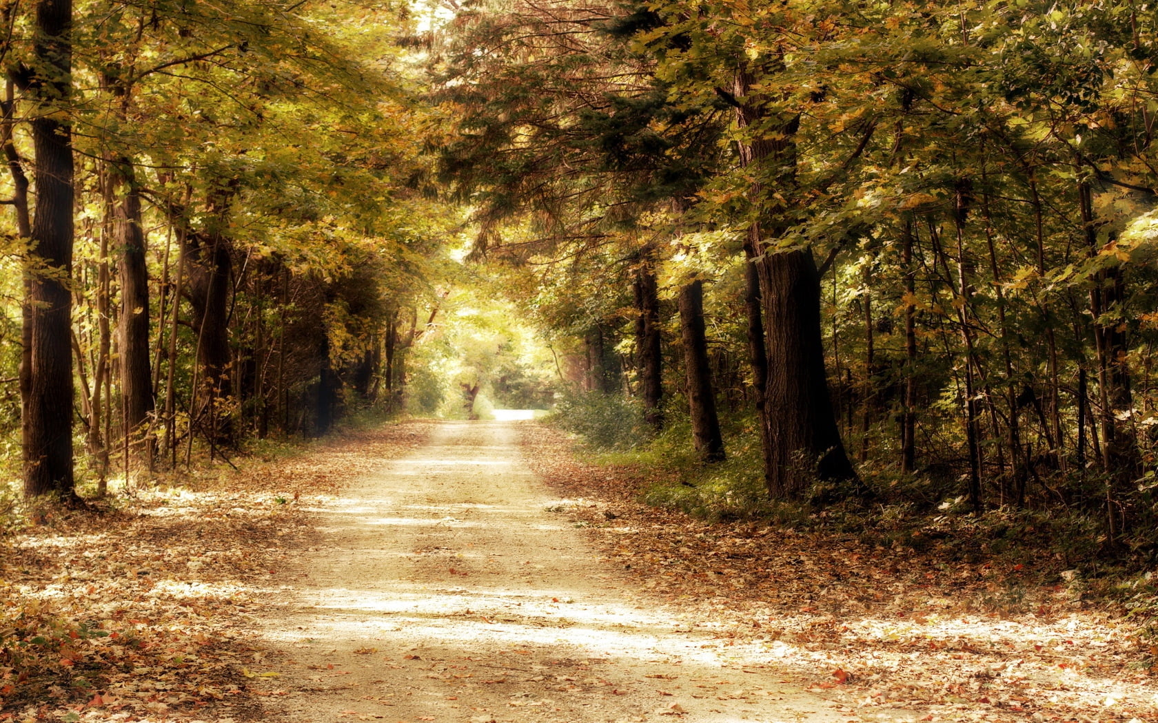 vibrant Color, direction, tree, sunlight, light - Natural Phenomenon, day, transportation, nature, trees, leaf, park - Man Made Space, yellow, lane, footpath, HD Wallpaper